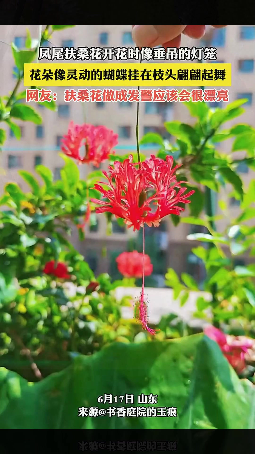 扶柔花开花时像垂吊的灯笼,花朵像灵动的蝴蝶挂在枝头翩翩起舞