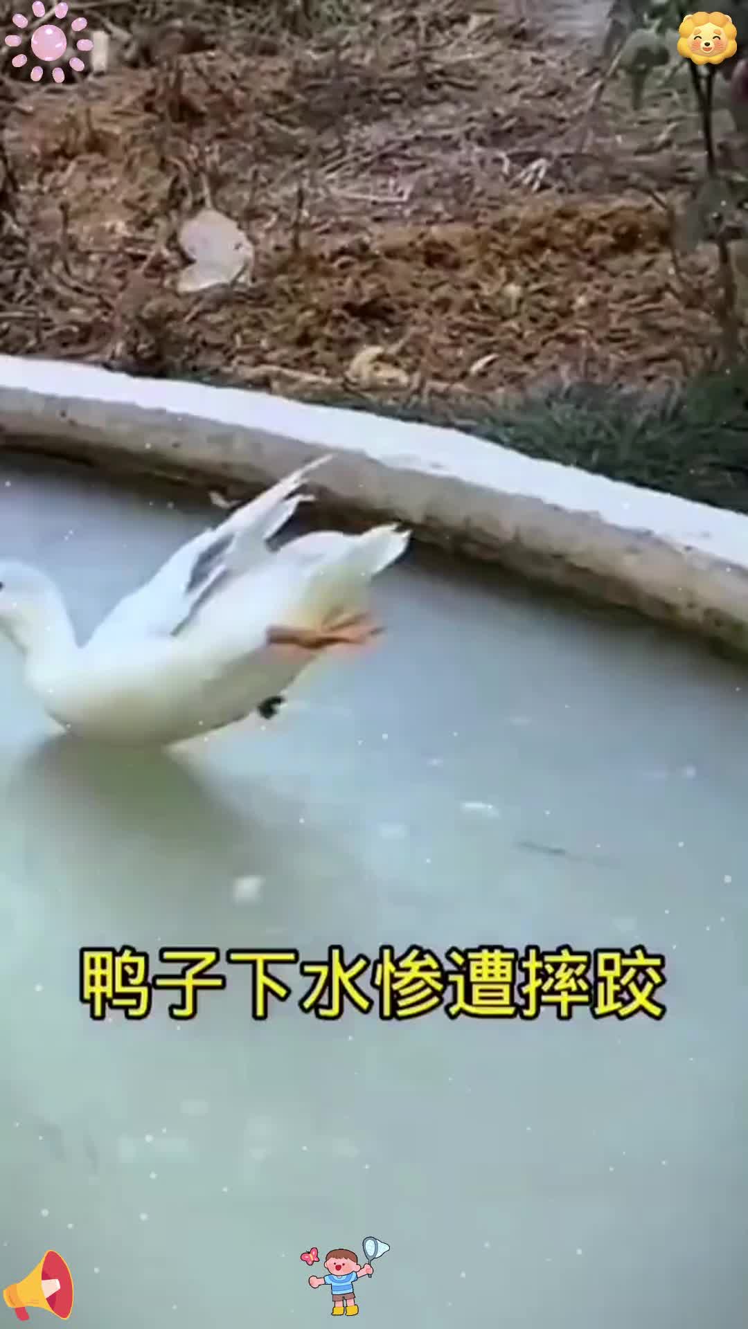 鸭子下水惨遭摔跤,网友:对不起没忍住