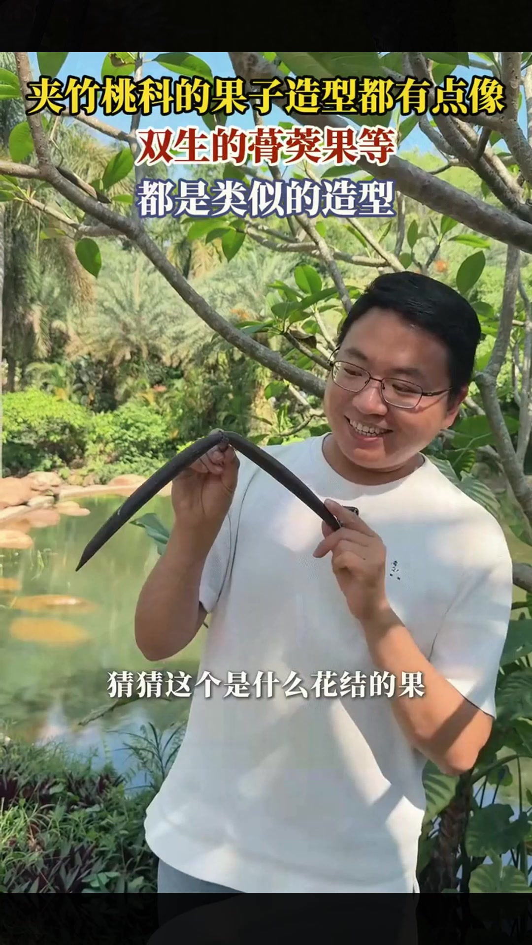 夹竹桃科的果子造型都有点像，双生的蓇葖果等，都是类似的造型