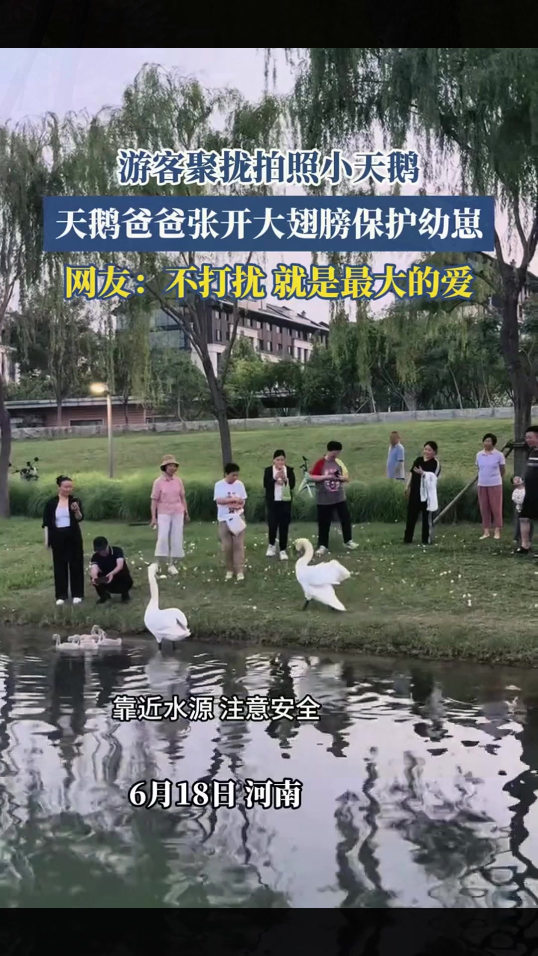 游客聚拢拍照小天鹅,天鹅爸爸张开大翅膀保护幼崽
