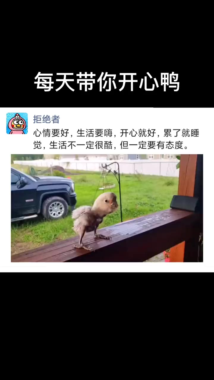  每天带你开心鸭