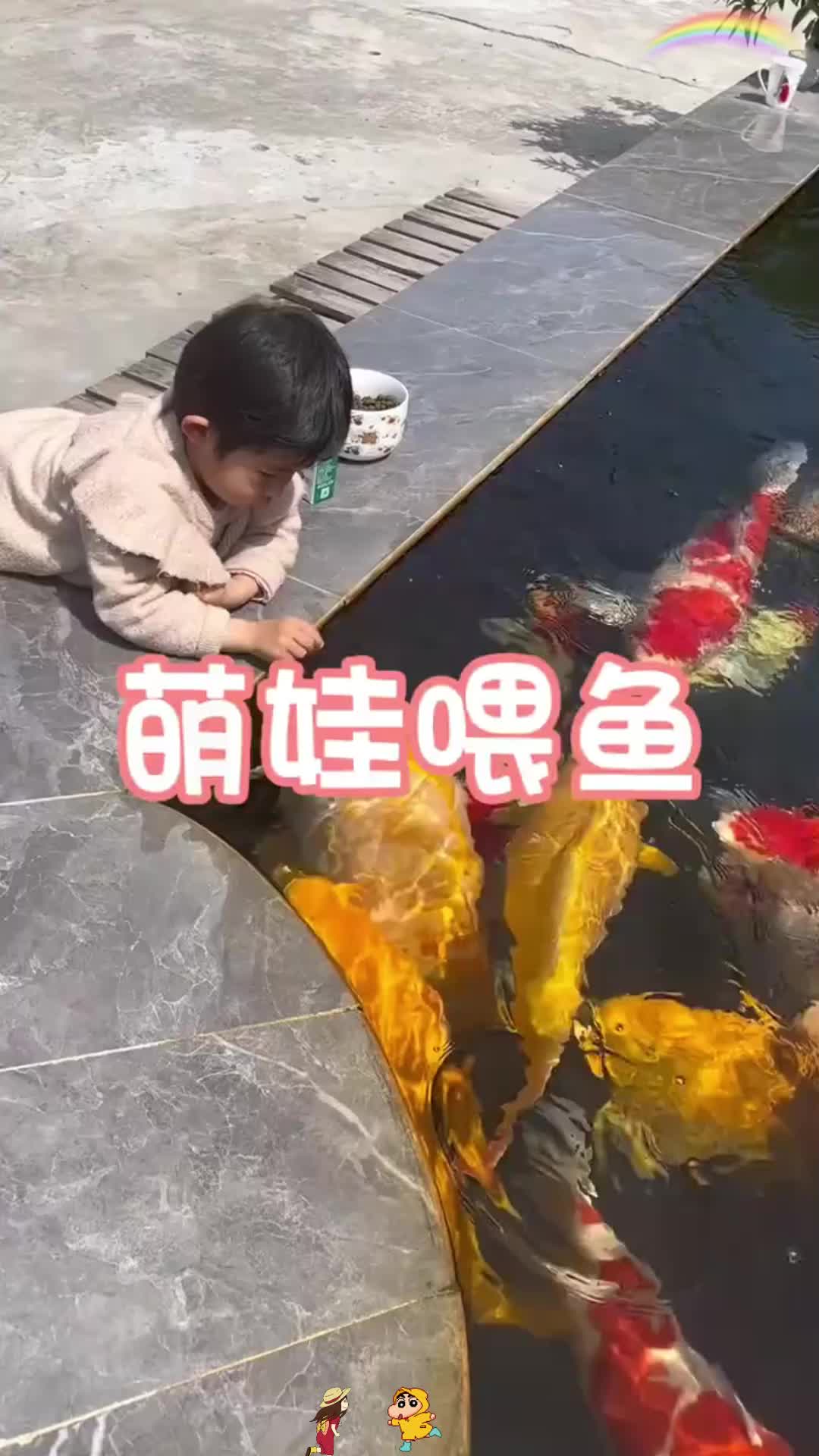 年画上胖乎乎的鱼,现实中真的有啊