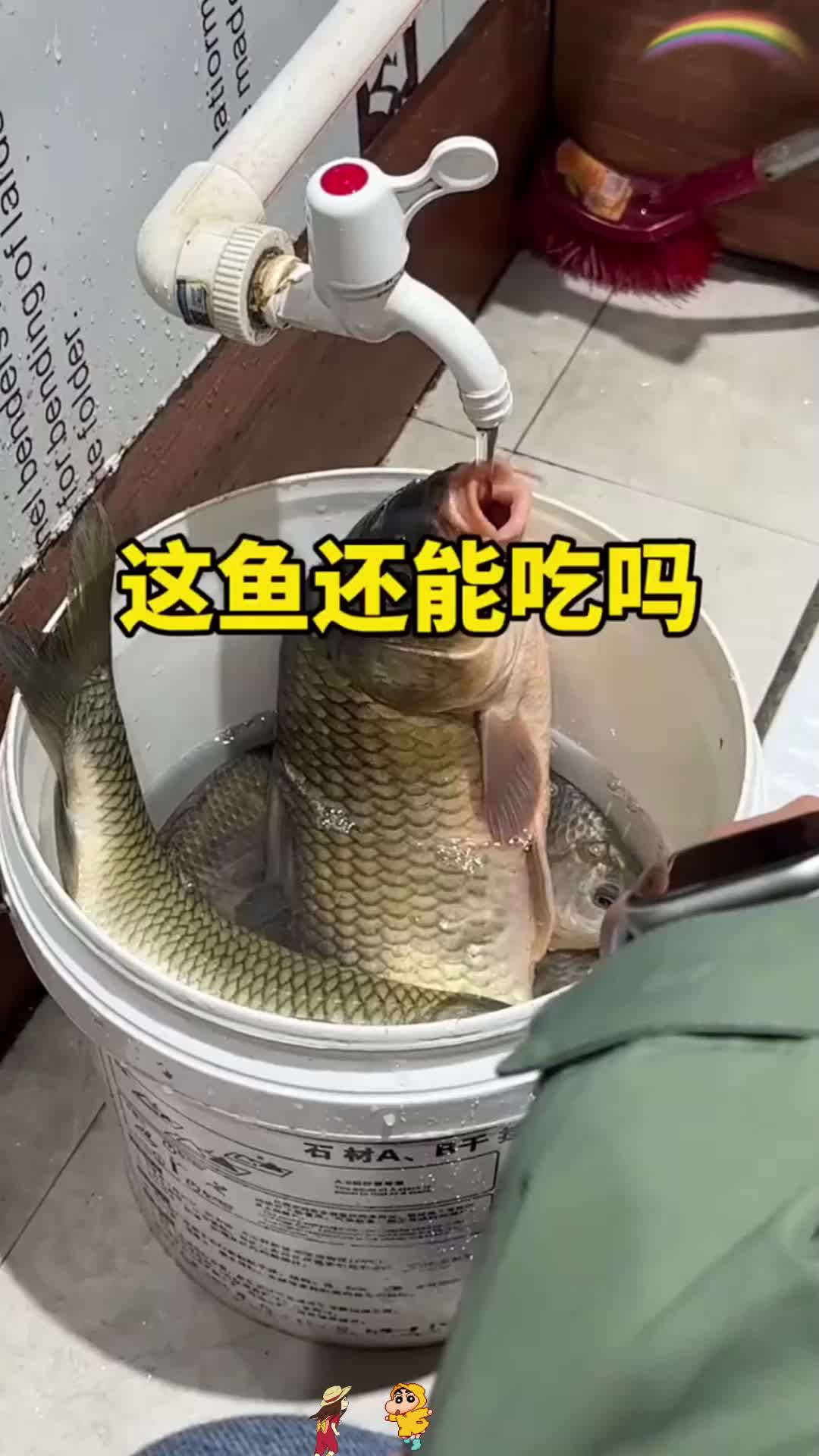 这鲤鱼莫不是要成精了