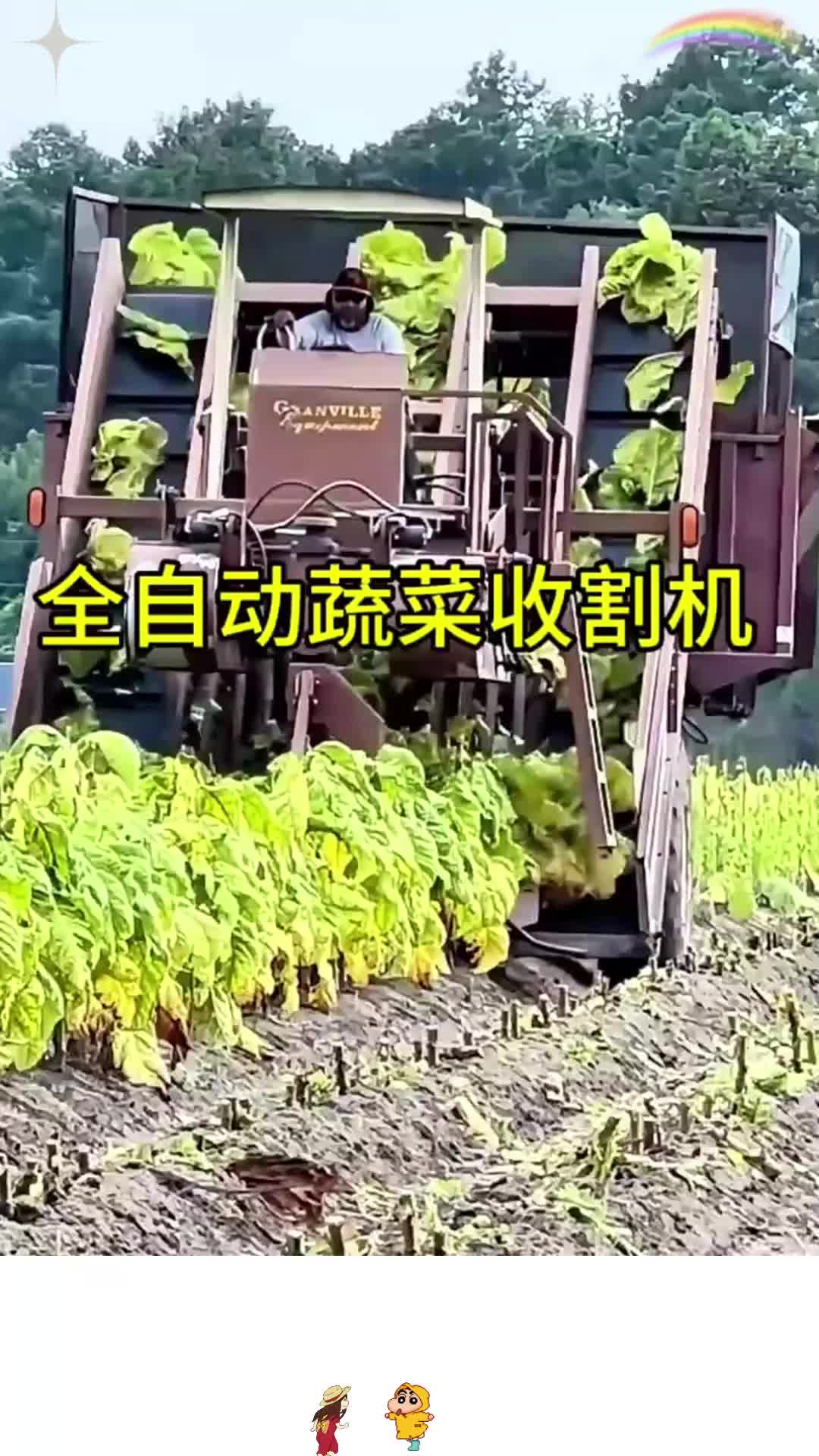 全自动蔬菜收割机!原来蔬菜是这样收来的!