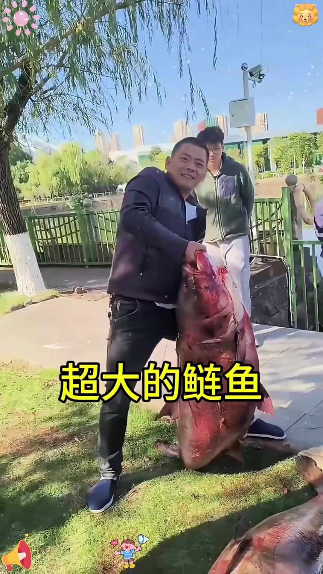 超大的鲢鱼！！！