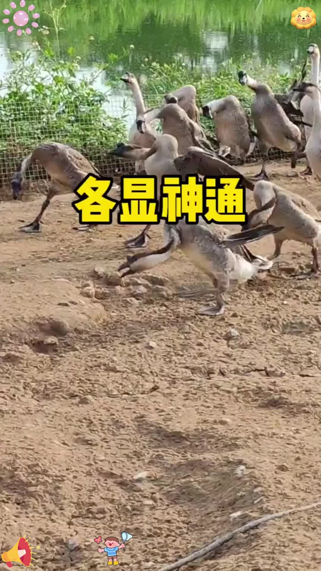 个笨鹅就有个歪脖