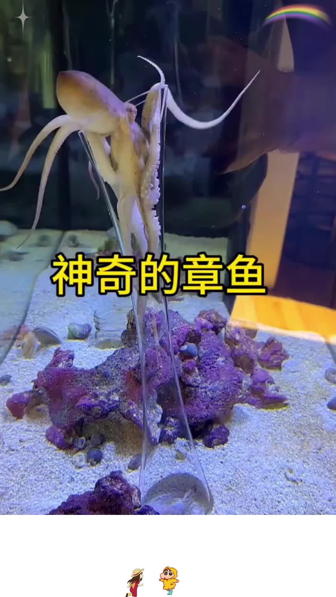 神奇的章鱼,瓶底掏食,高智商的表现!