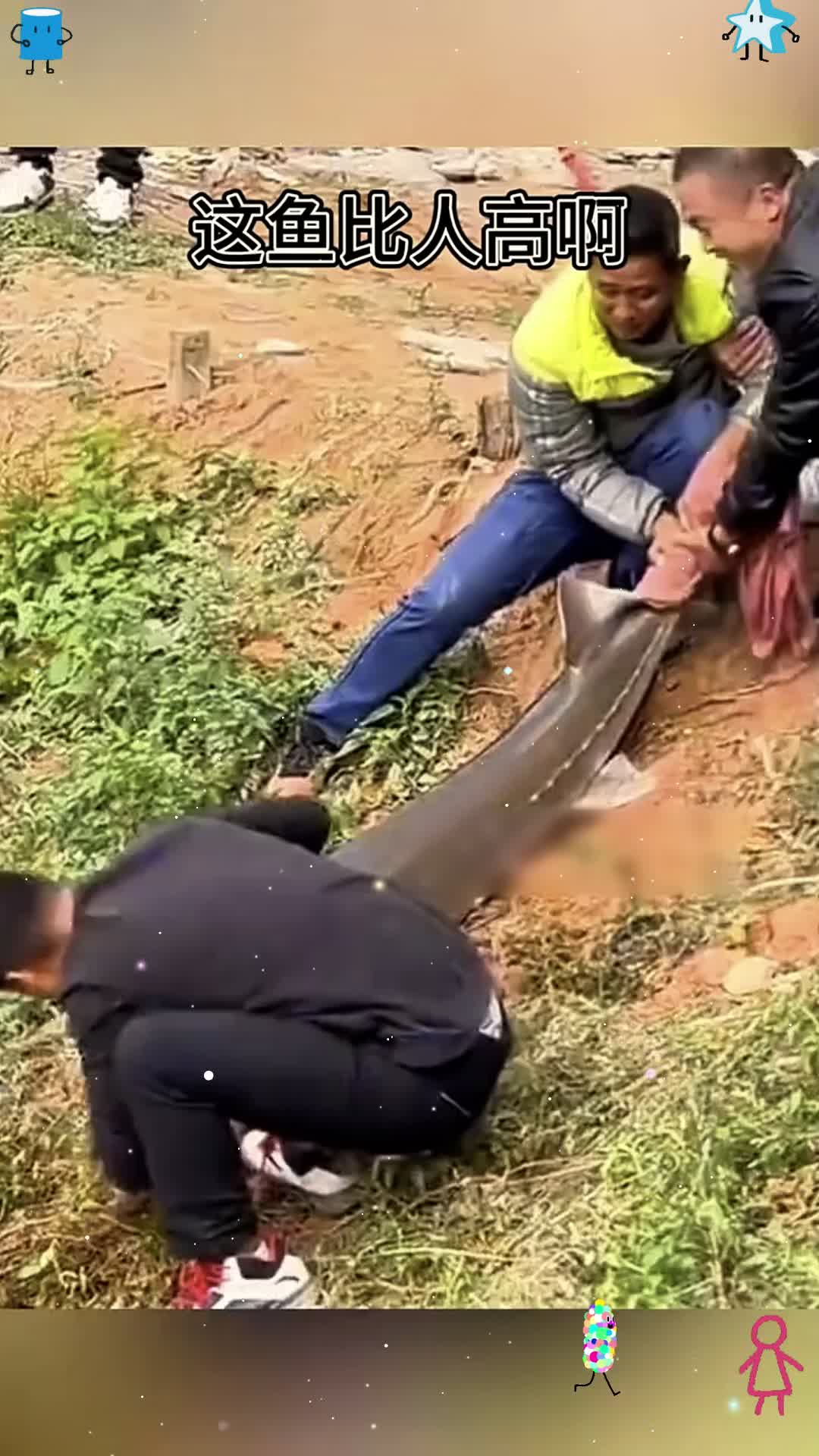 这鱼比人高啊，一顿可吃不完
