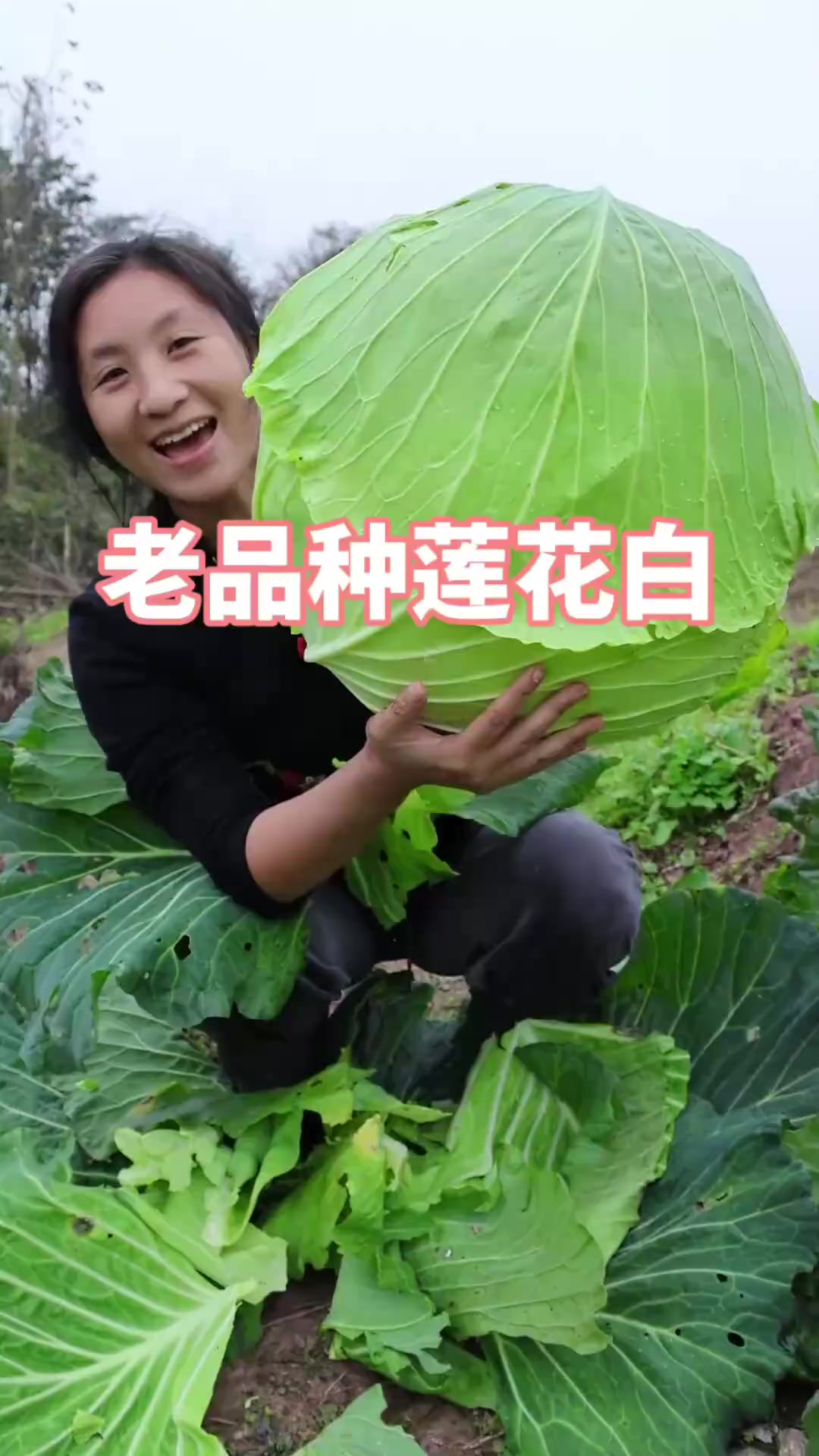 这么大的莲花白，光看着就知道大姐是种菜的一把手呀