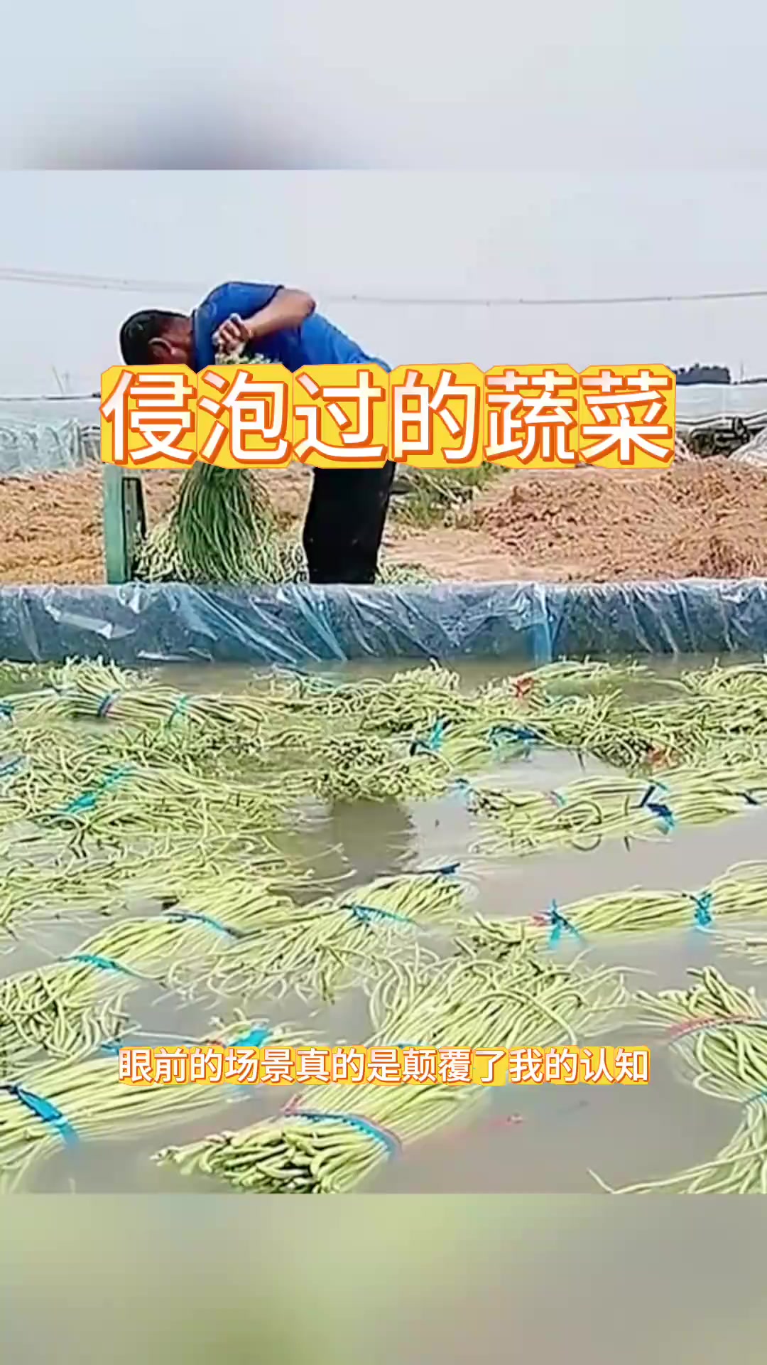 侵泡过的蔬菜，全都是科技与狠活