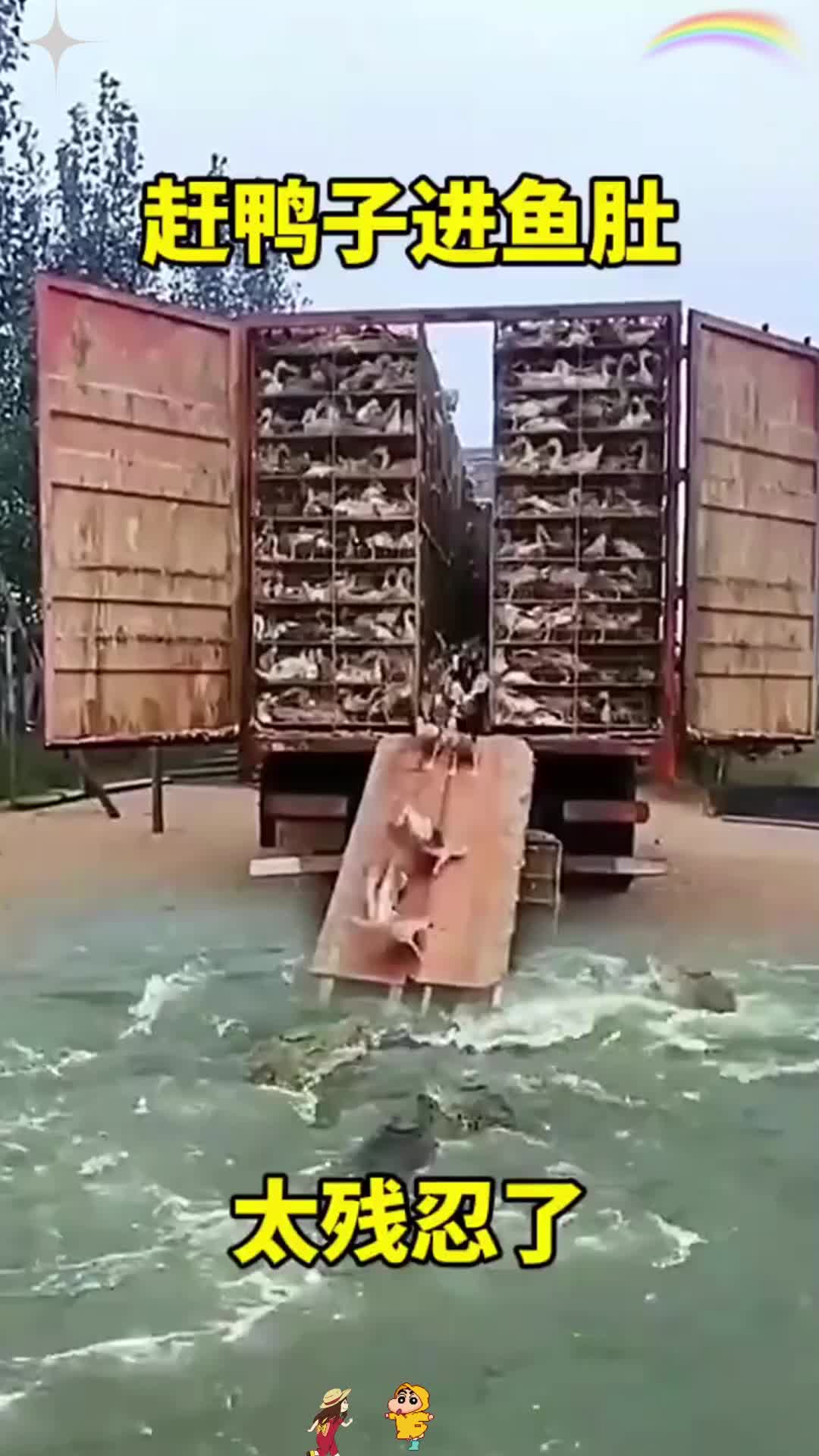 赶鸭子进鱼肚，太残忍了