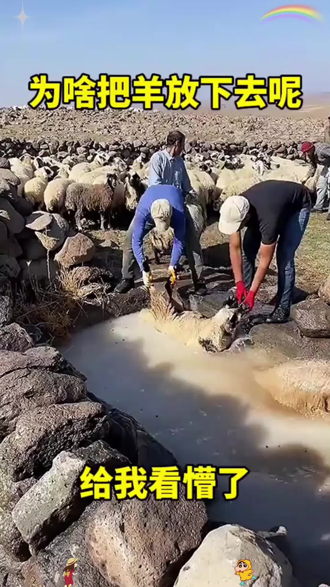 为啥把羊放下去呢？给我看懵了