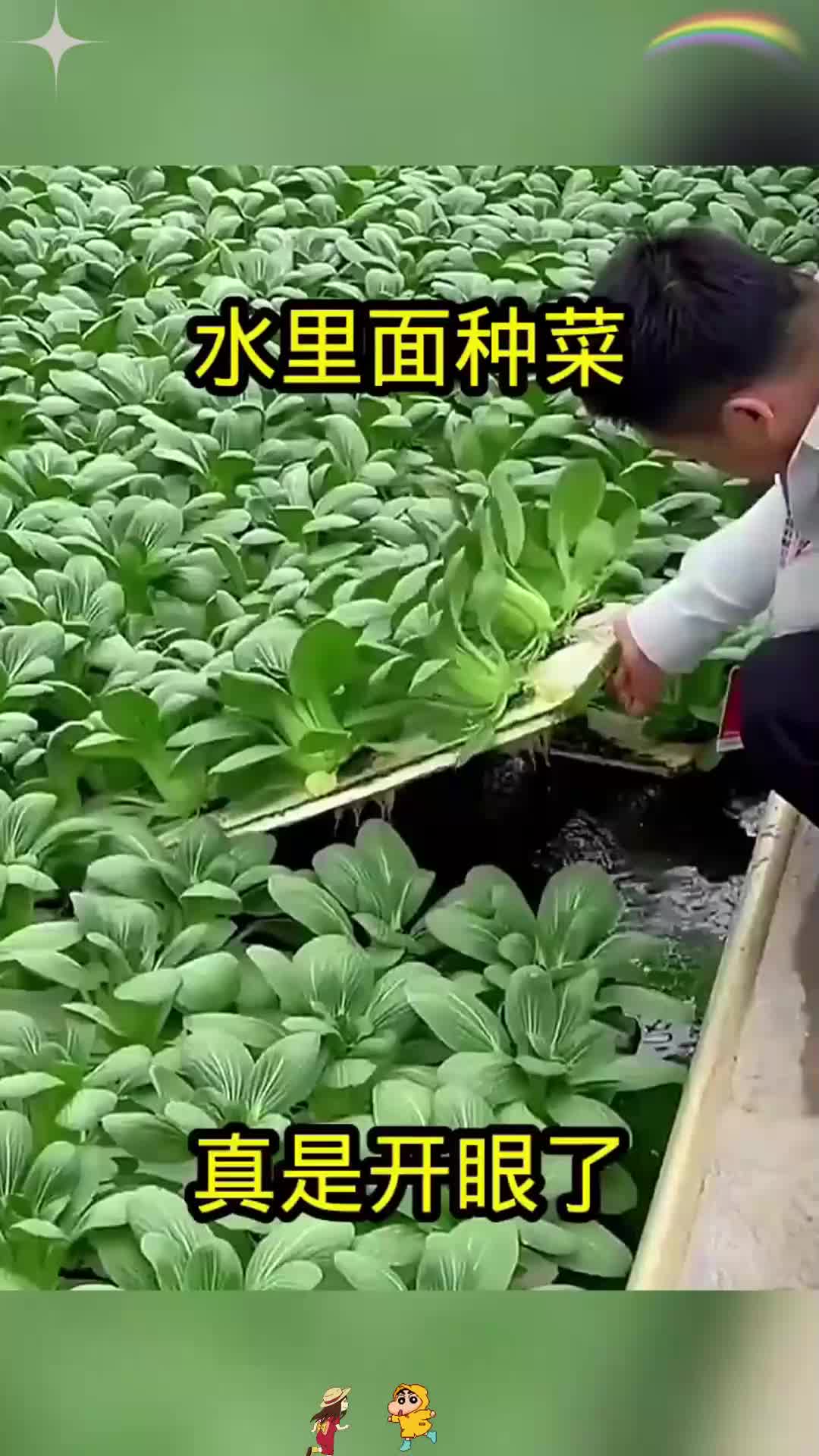 水里面种菜，真是开眼了！