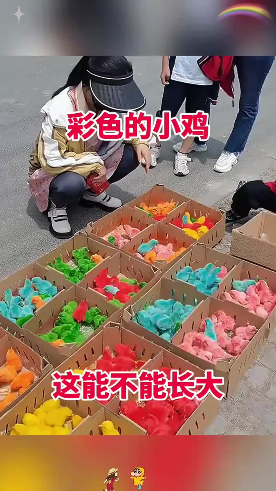 彩色的小鸡，这能不能长大！