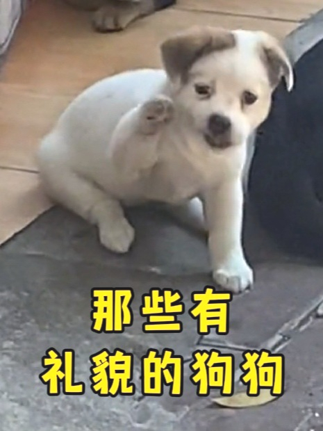 搞笑视频 狗狗:虽然我是只小狗,但我很有礼貌