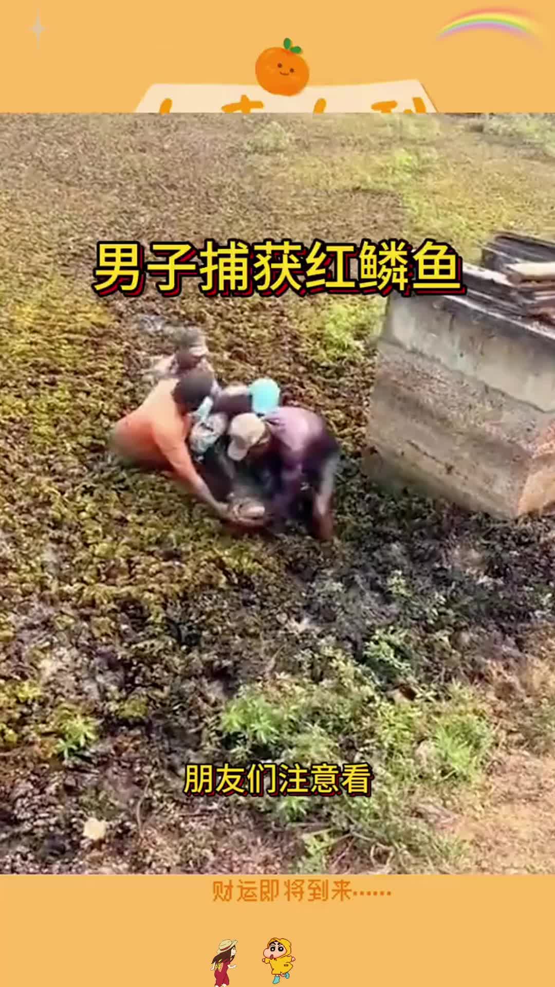 男子捕获红鳞鱼,居然是放生