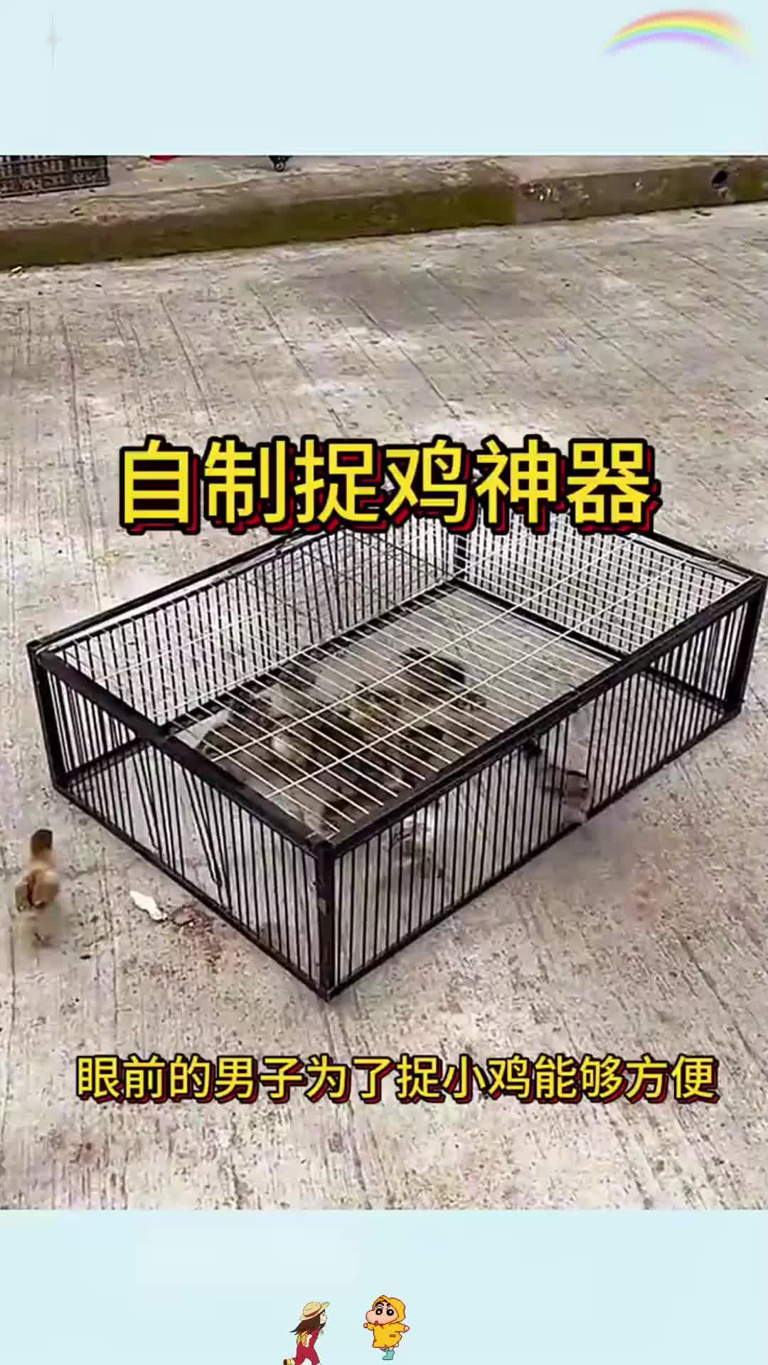 男子自制捉鸡神器，效果太好了