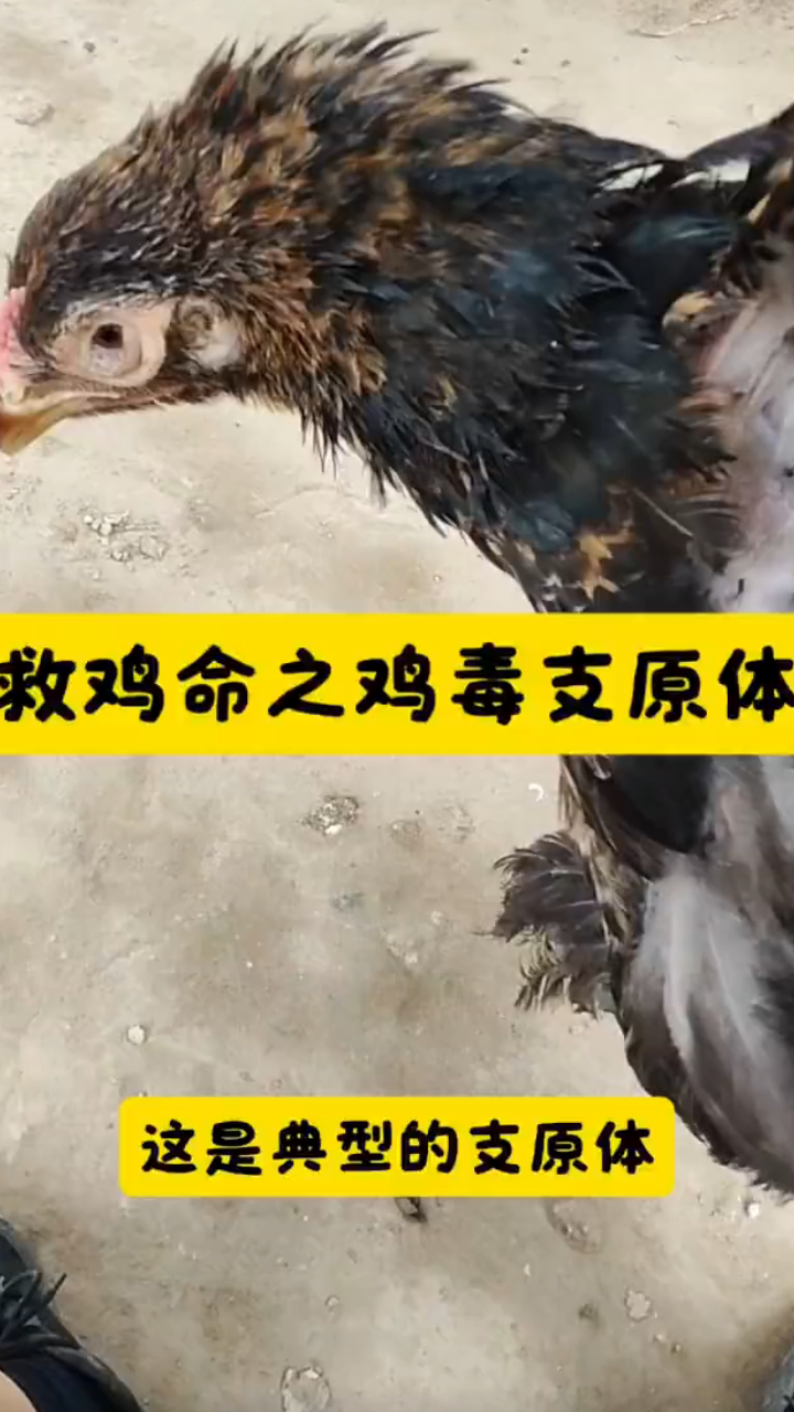 鸡出现支原体怎么办