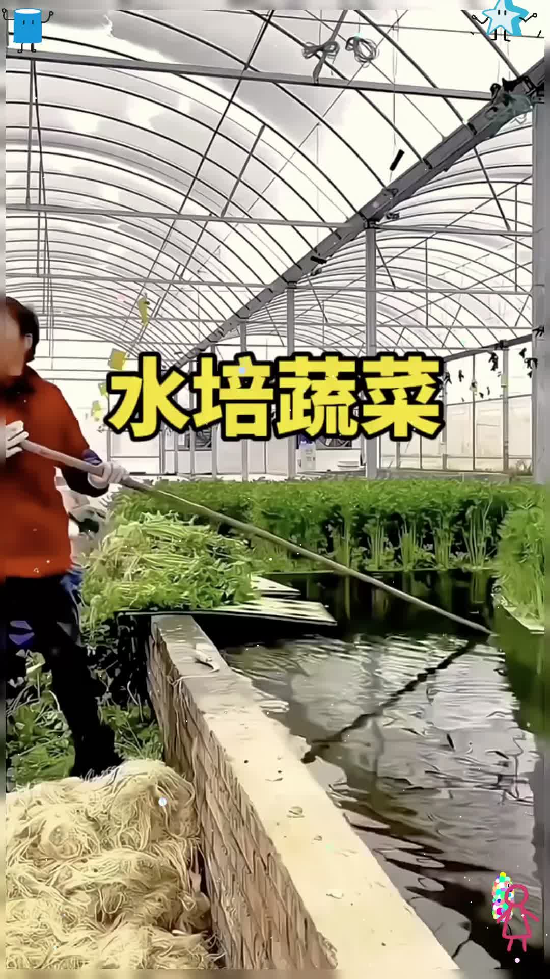 连水里都能种菜了