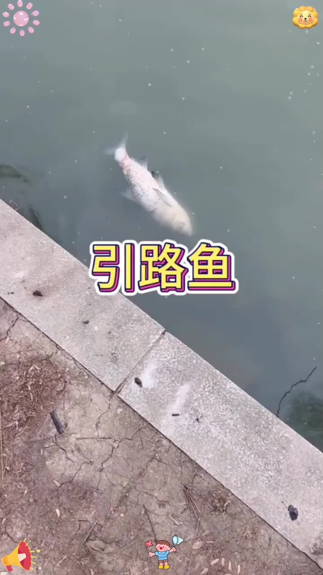 这鱼儿真是奇特啊  笑一笑