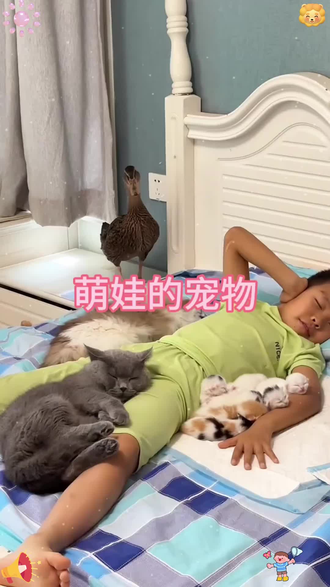 看着这猫咪和鸭子 真是太可爱了