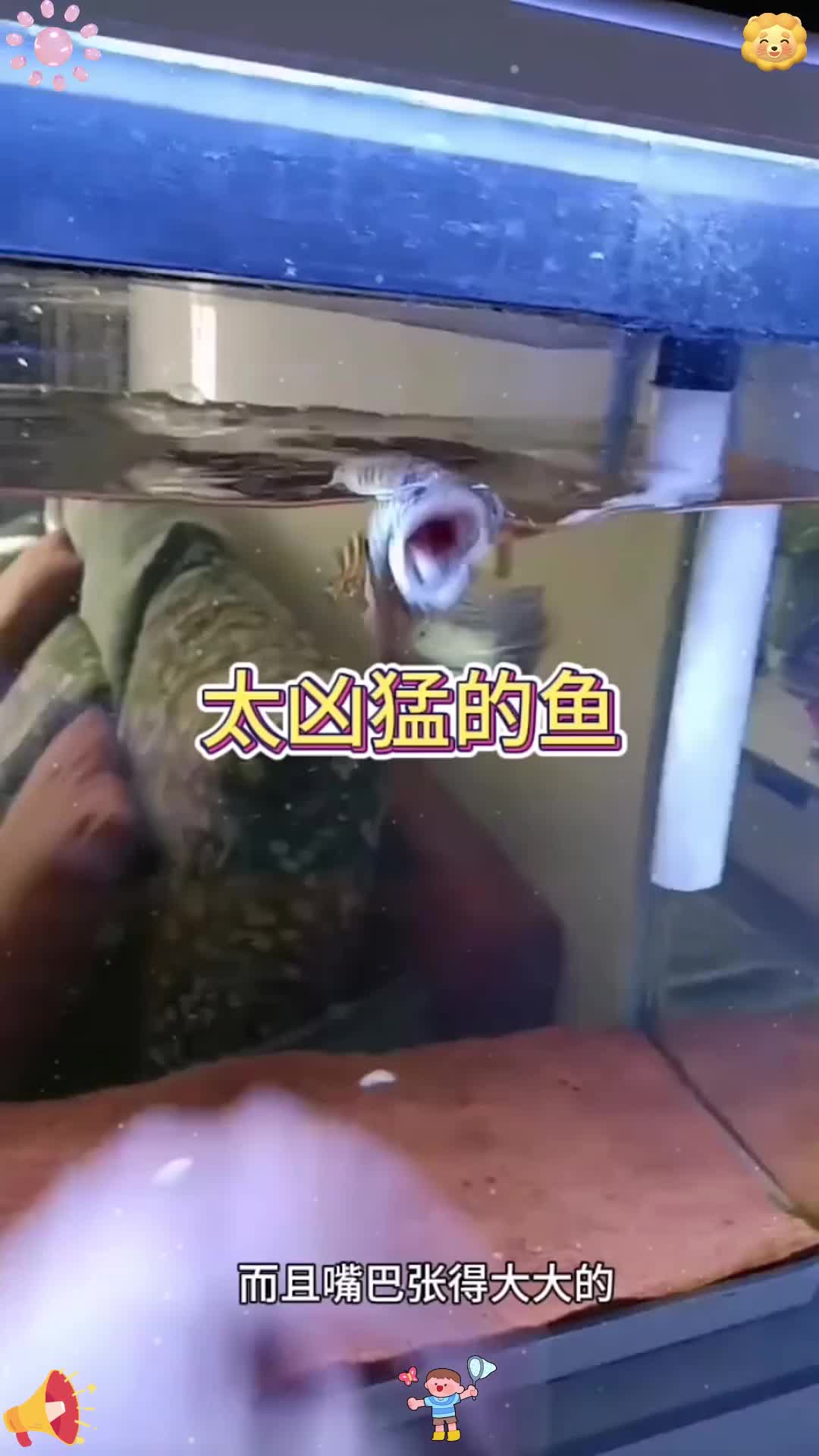 这鱼真猛啊！！！