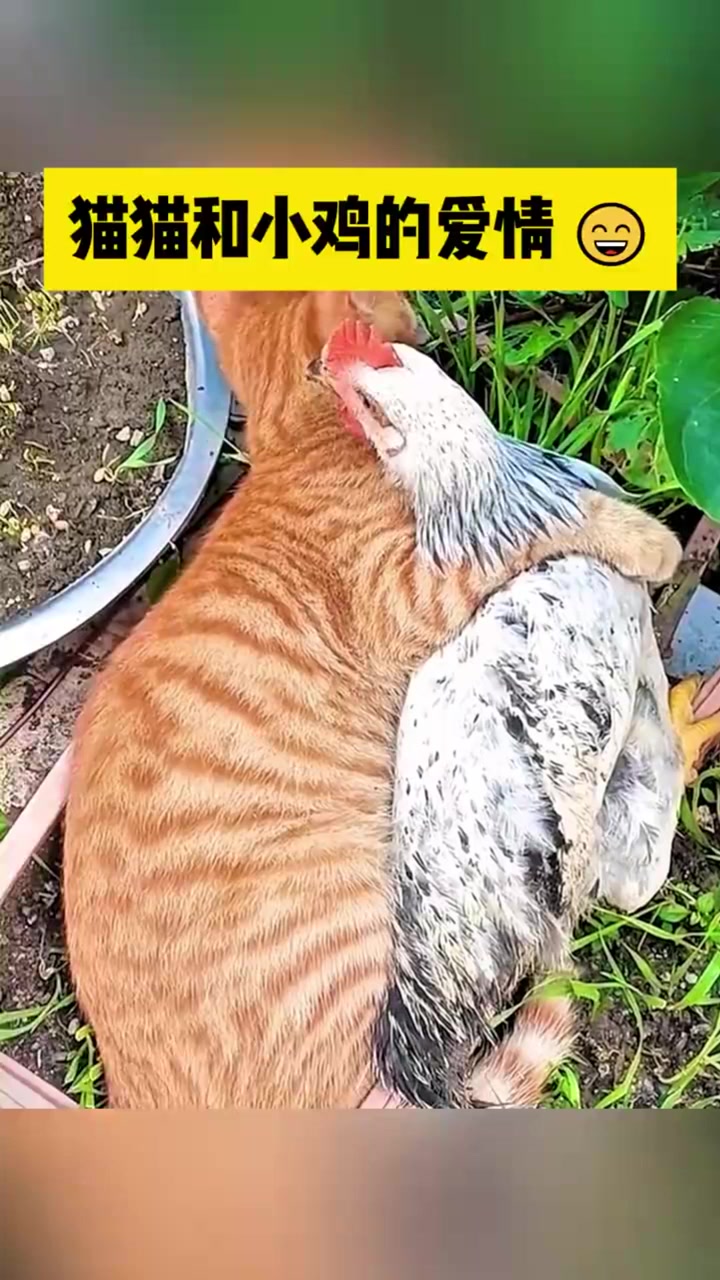 猫咪和母鸡的爱情!真可爱!