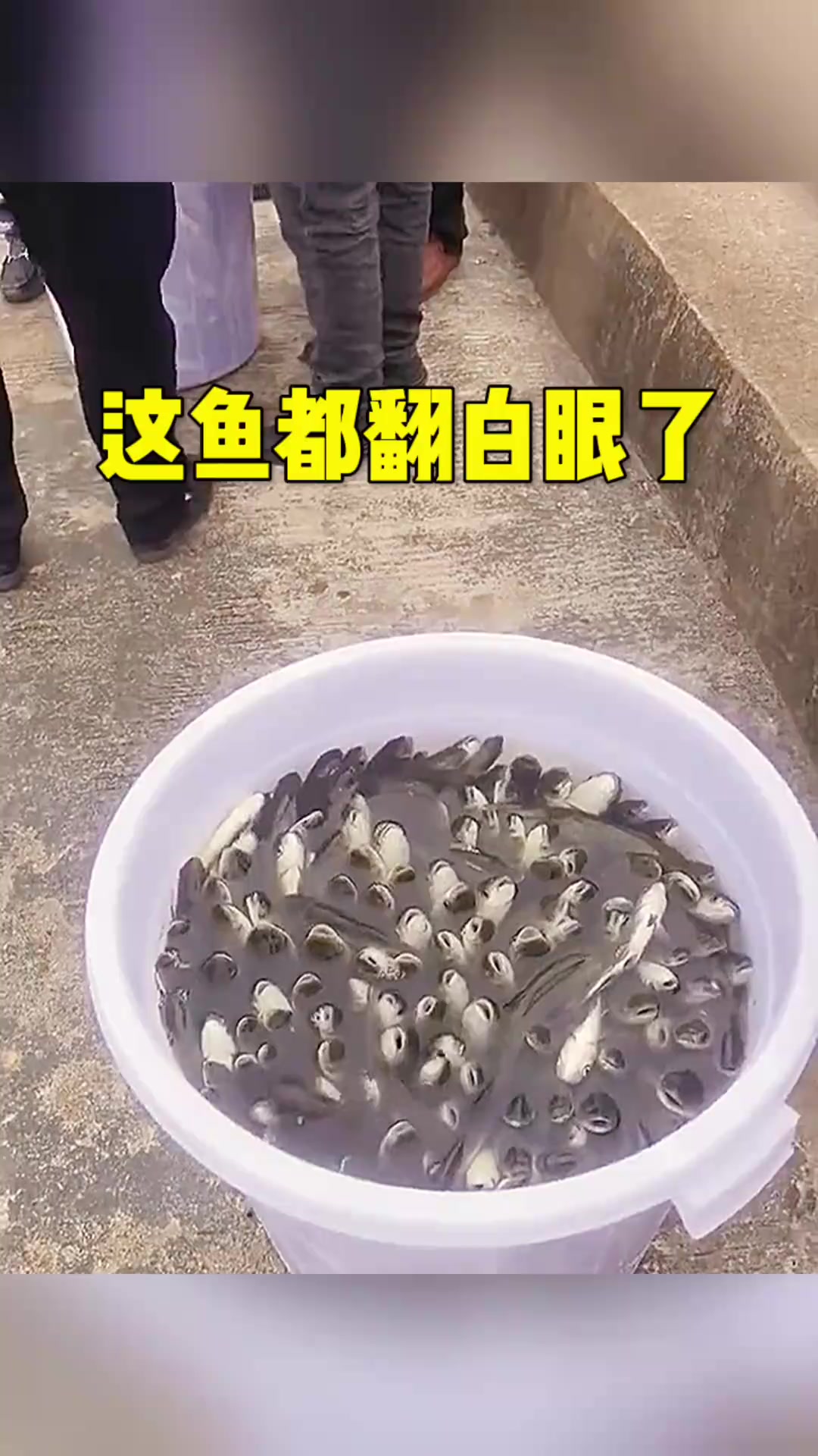 这鱼是不是翻白眼了呀
