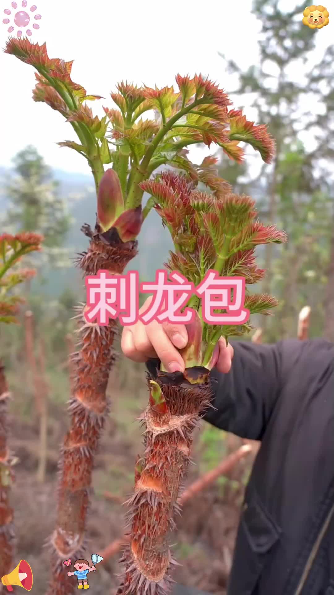 这种野菜你吃过吗
