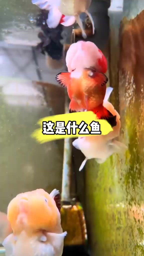 这是什么鱼