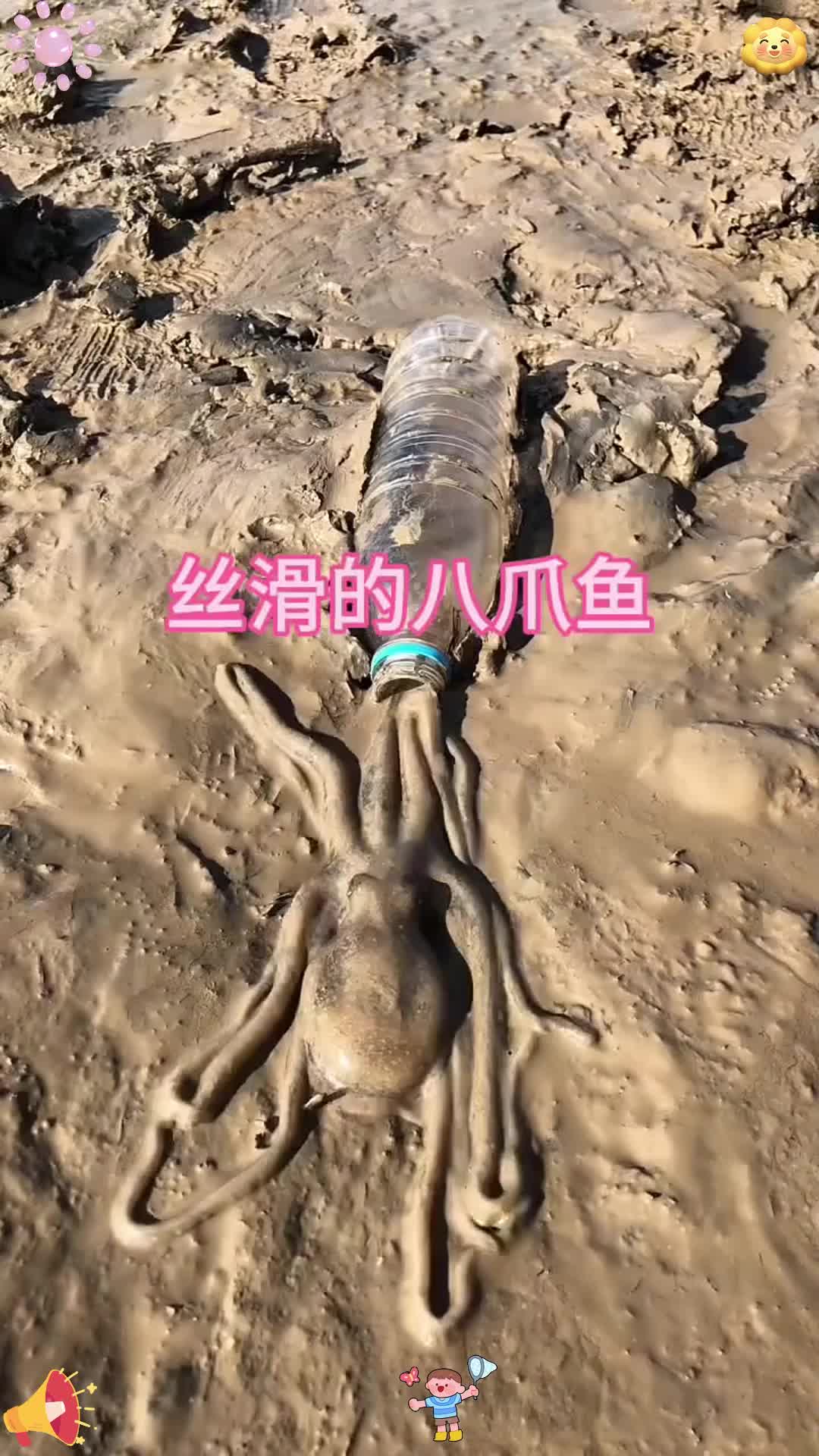 不得不说这章鱼也太丝滑了