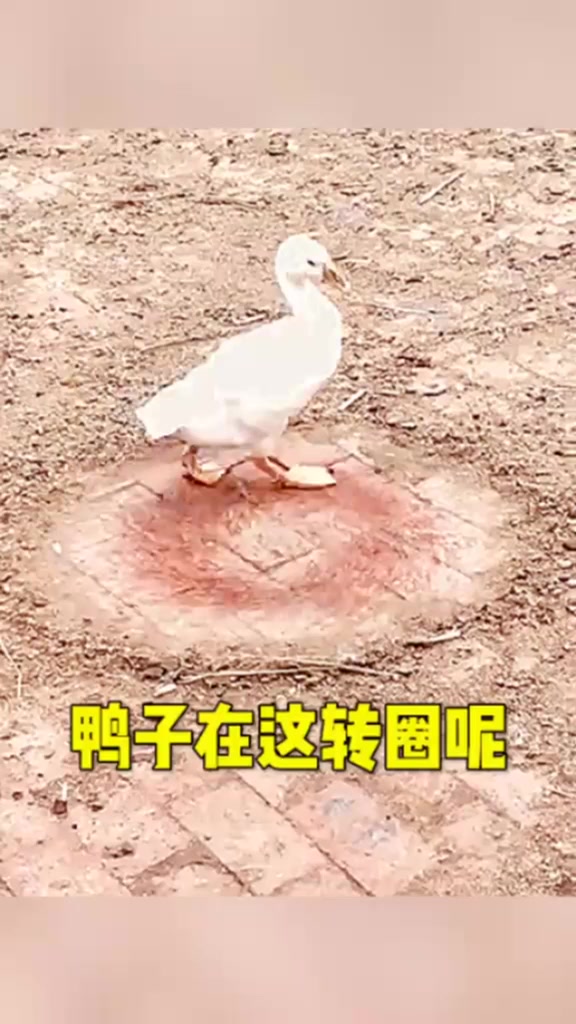 鸭子在这转圈呢