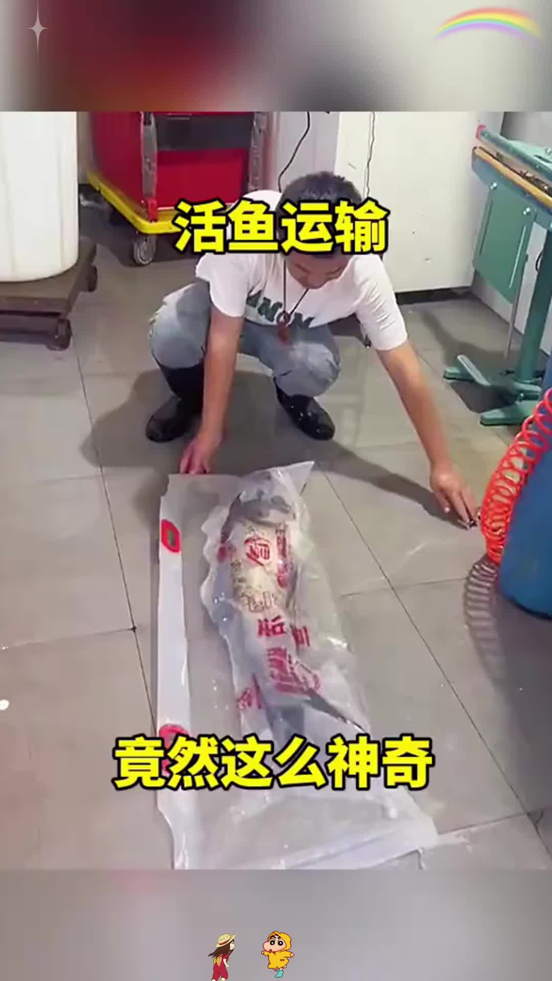 活鱼运输,竟然这么神奇!