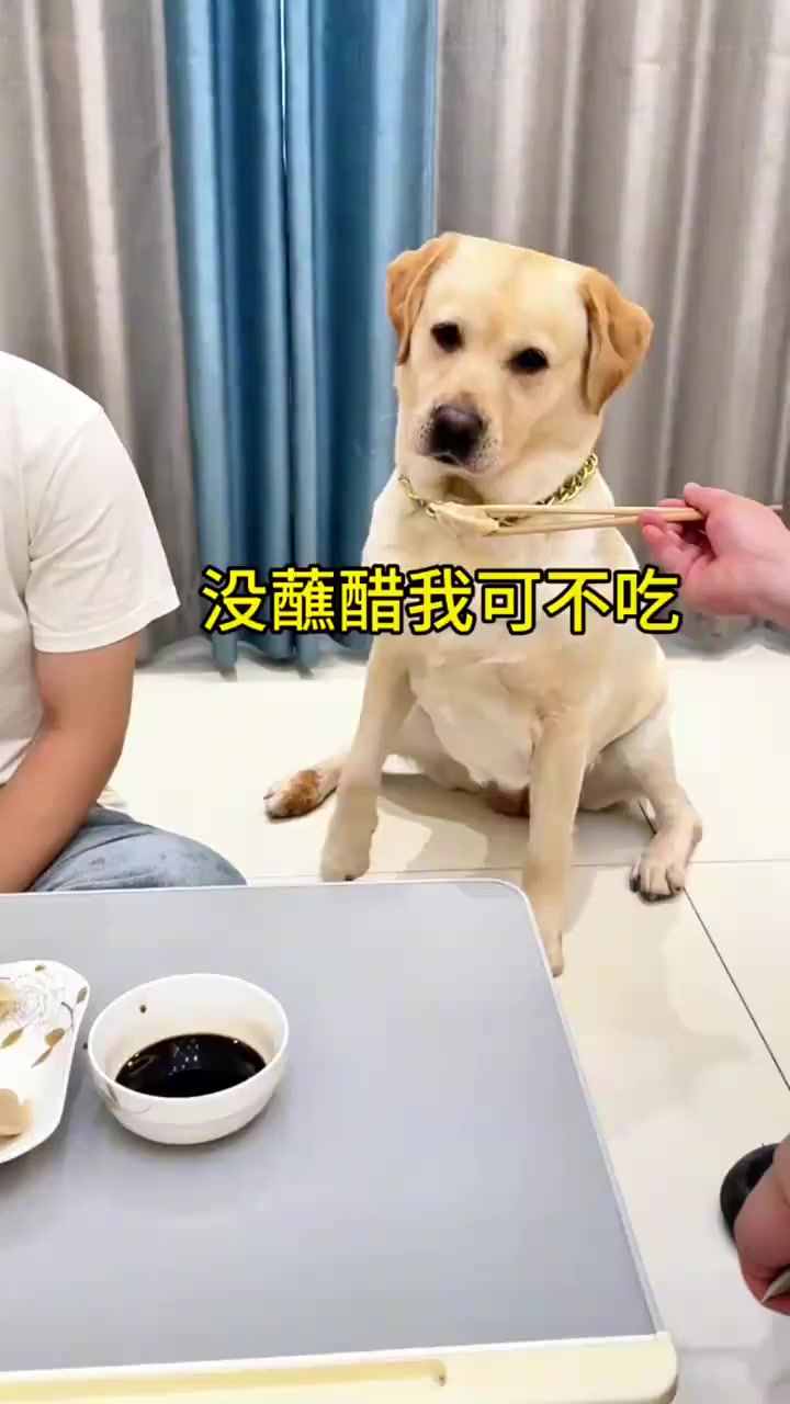 狗狗吃饺子还要蘸醋