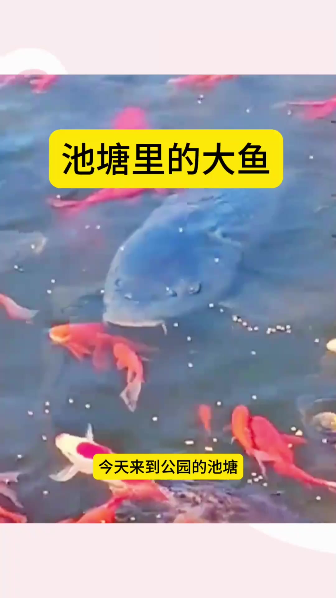 池塘里的大鱼,却意外的吃掉了一条小鱼