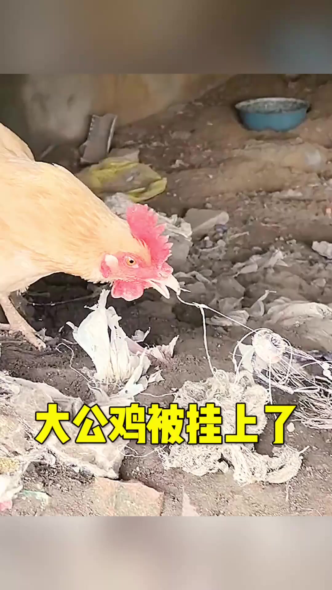 大公鸡都被挂上了