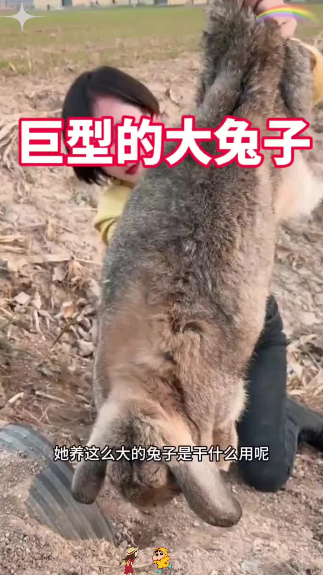 巨型的大兔子,太肥了