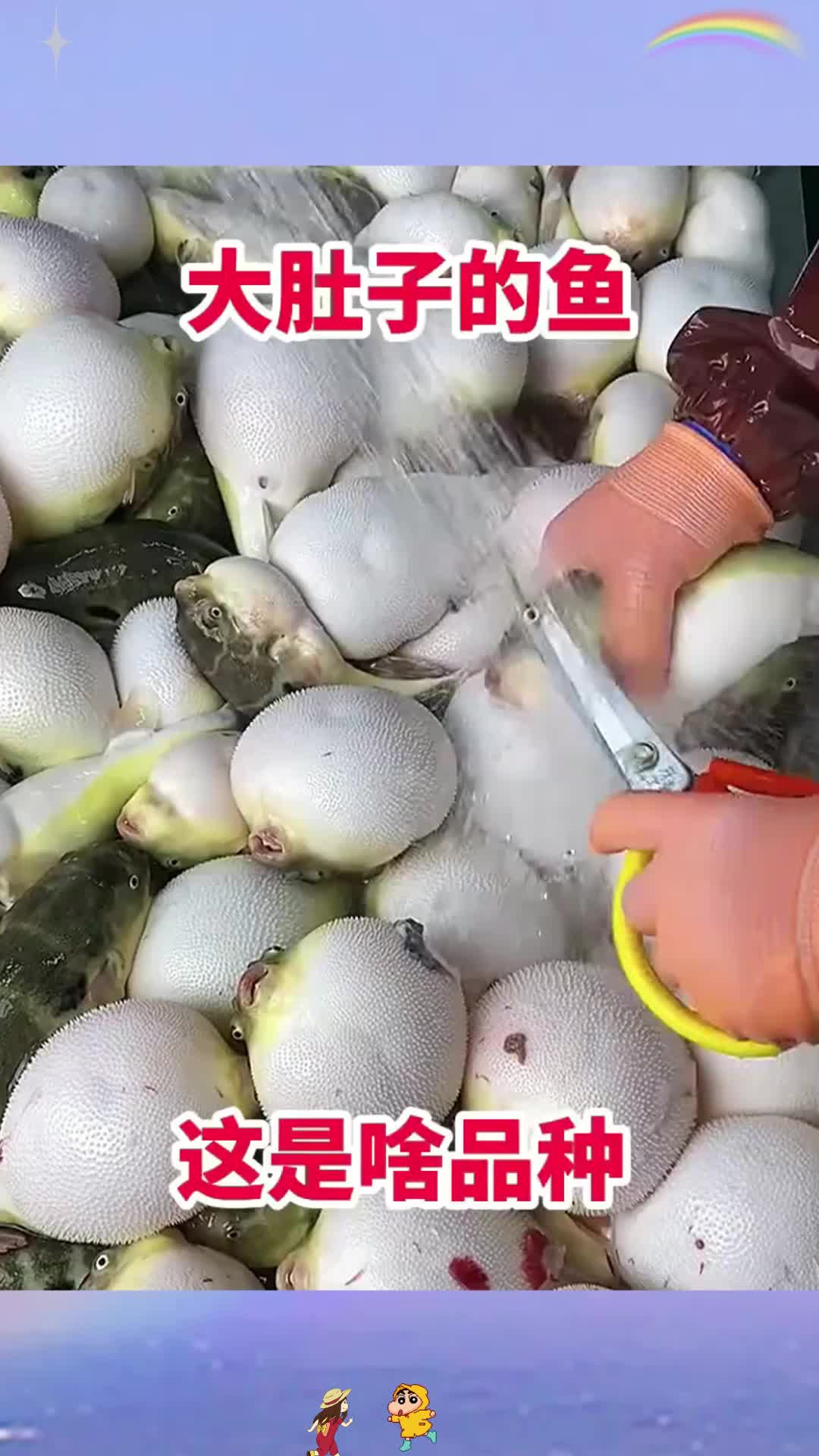 大肚子的鱼,这是啥品种!