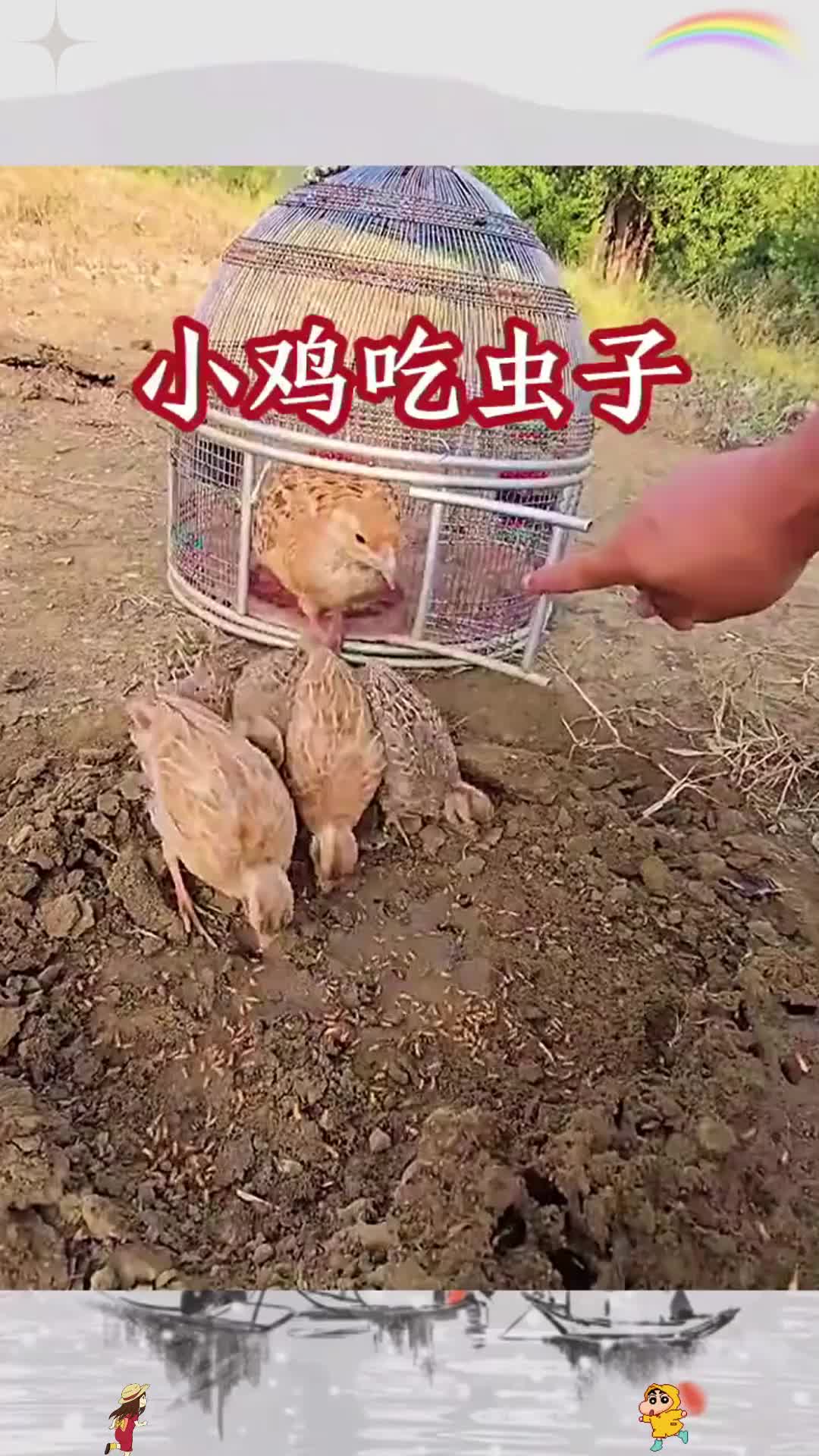 小鸡吃虫子,饱餐一顿