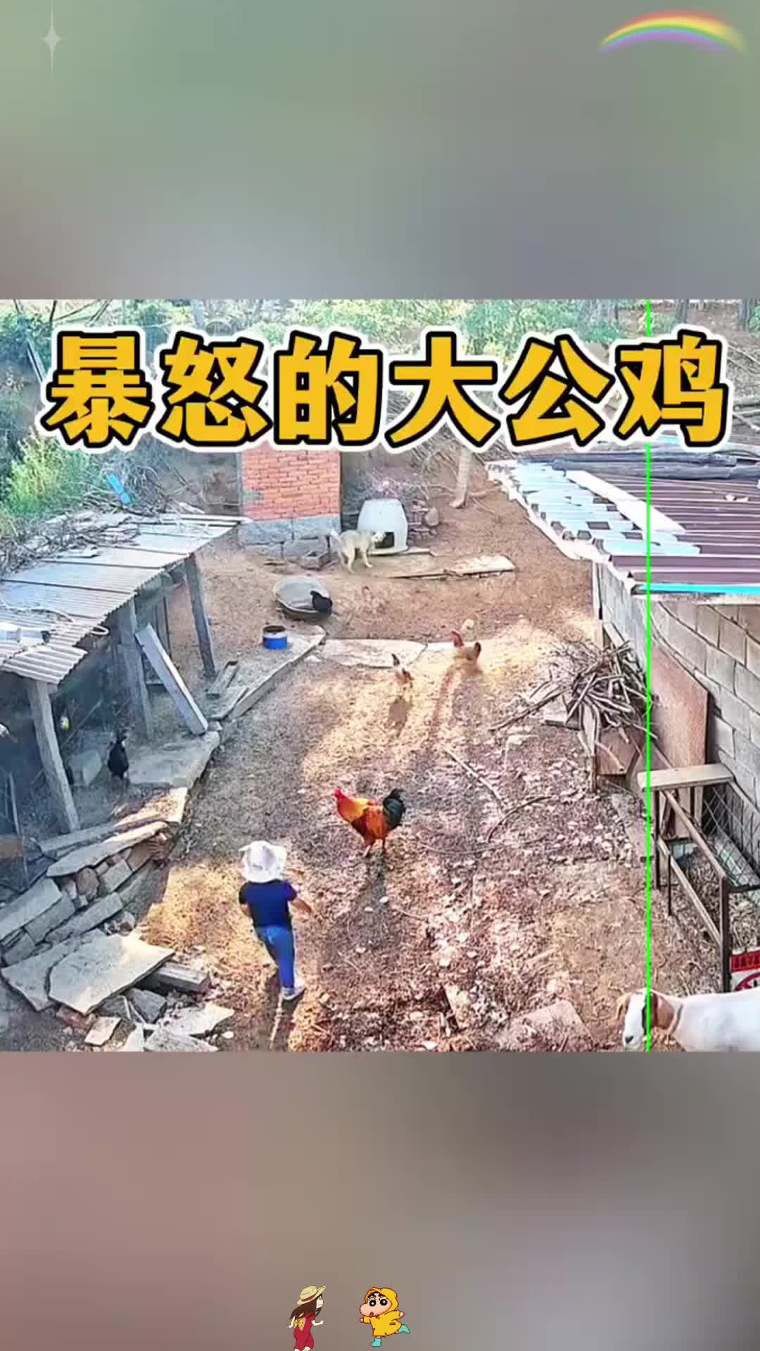 暴怒的大公鸡，直接被扑倒了
