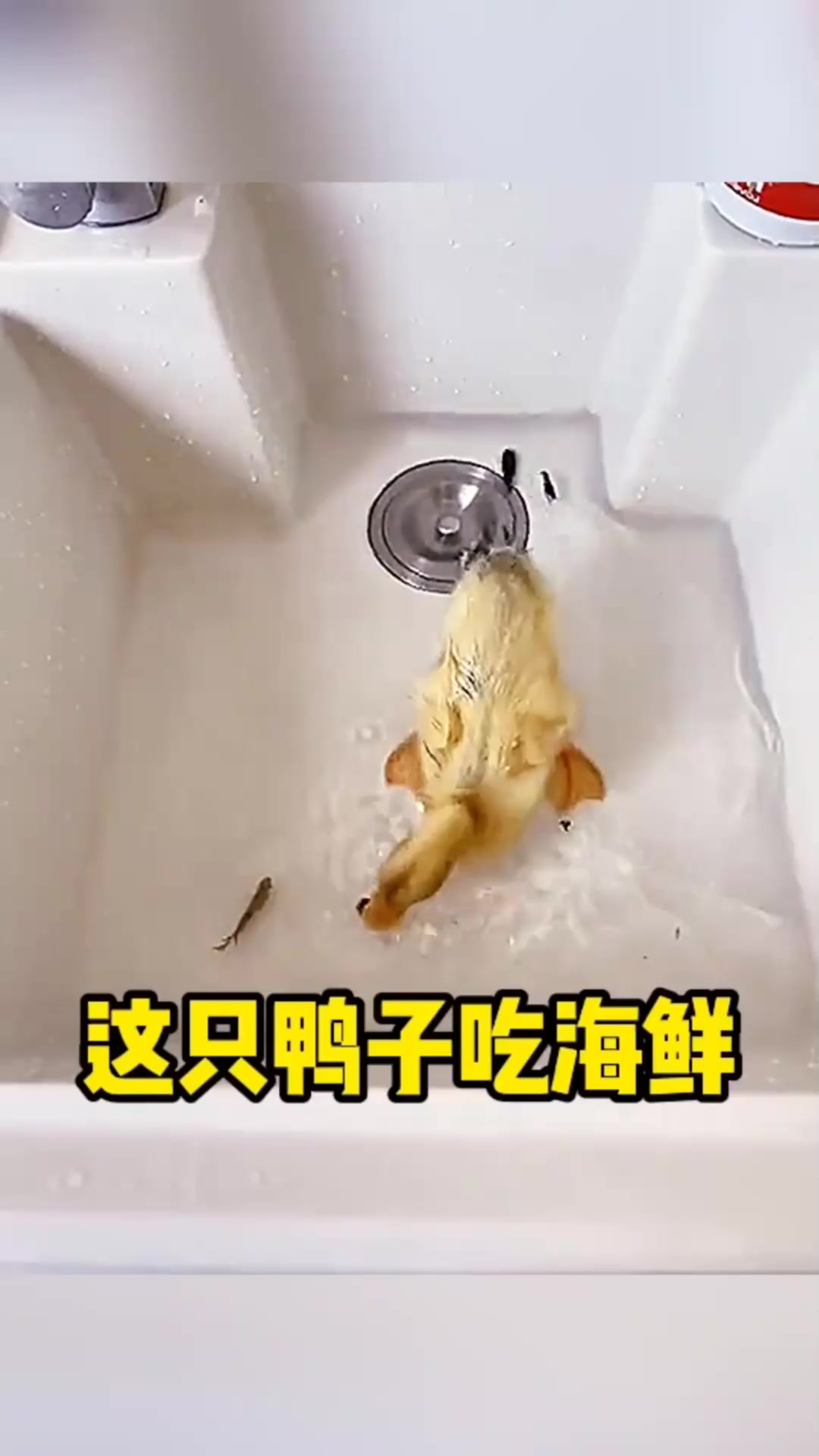 这只鸭子还吃海鲜