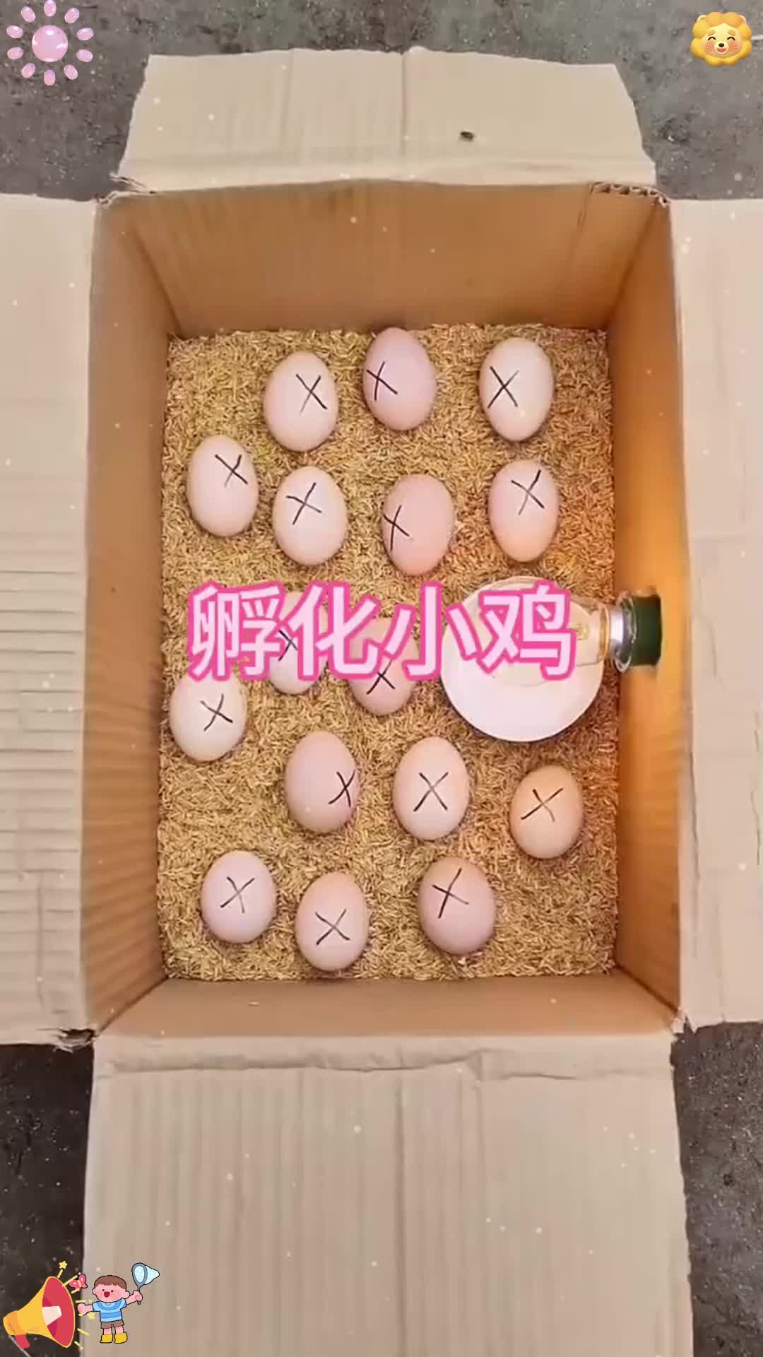 原来鸡蛋是这样孵化小鸡的