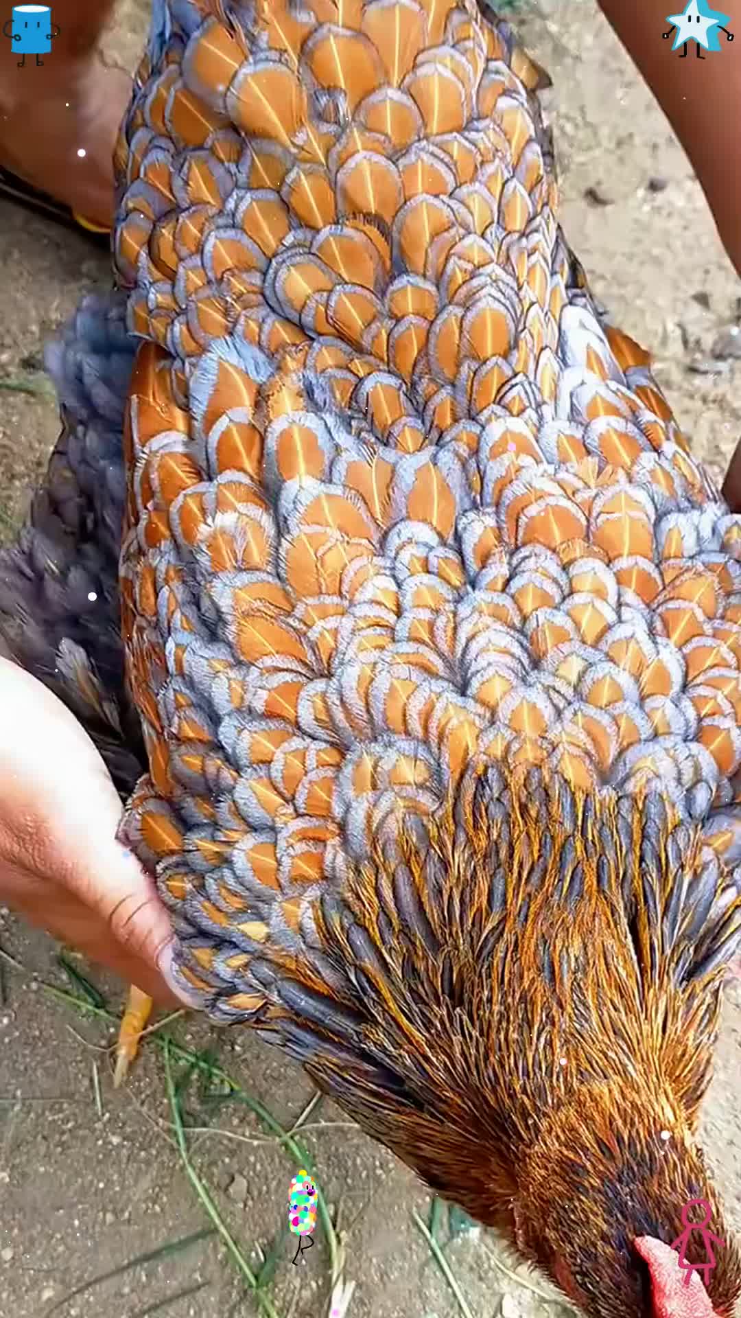 这哪还是鸡,这分明就是凤凰嘛!