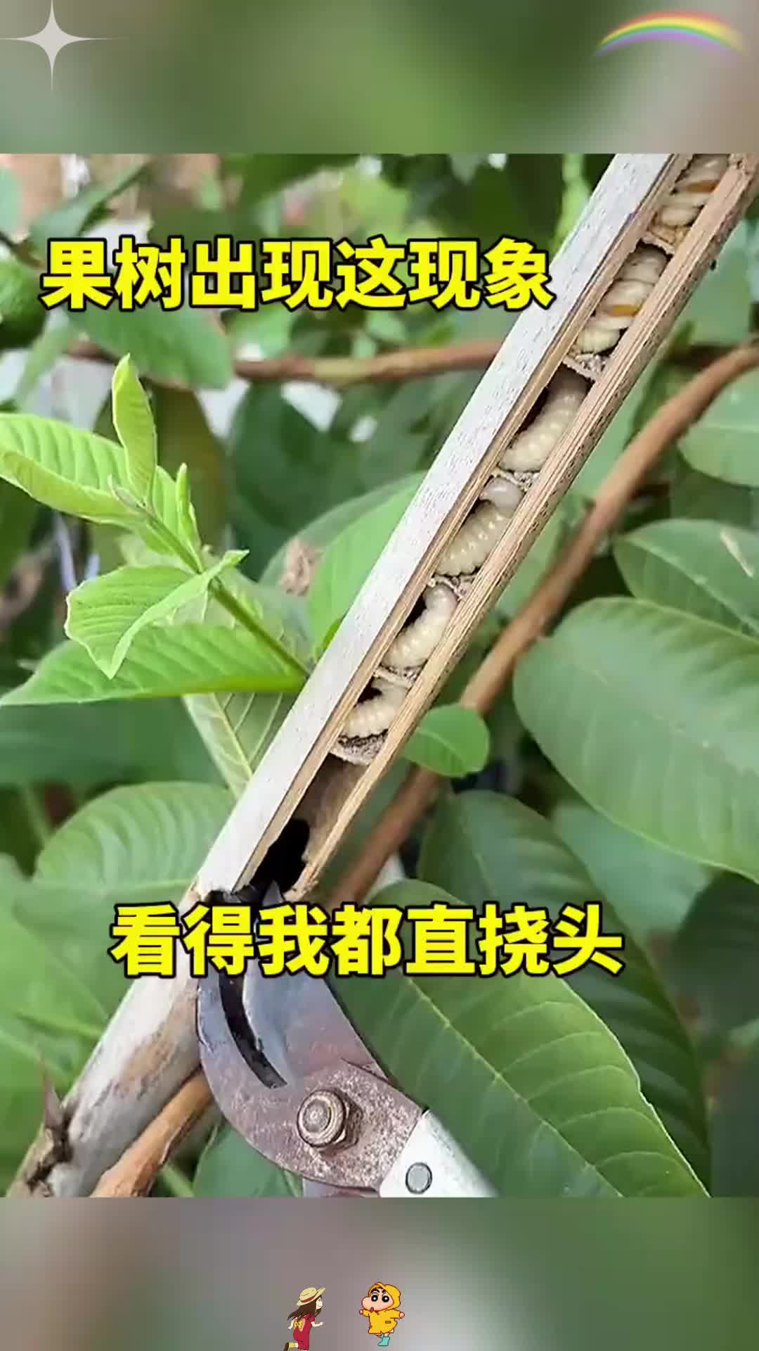 果树出现这现象,看得我都直挠头!