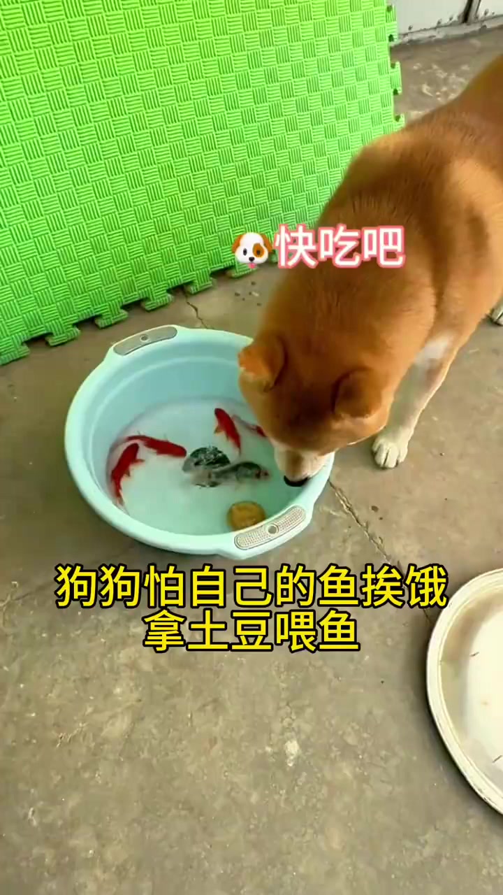 狗狗怕自己的鱼挨饿，拿土豆喂鱼