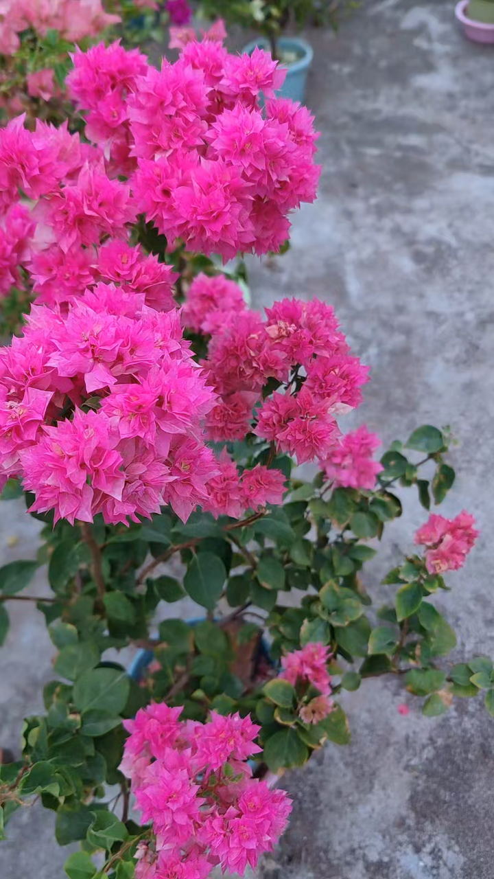 三角梅“重瓣粉”,开花成一团团,像绣球花一样,超级漂亮