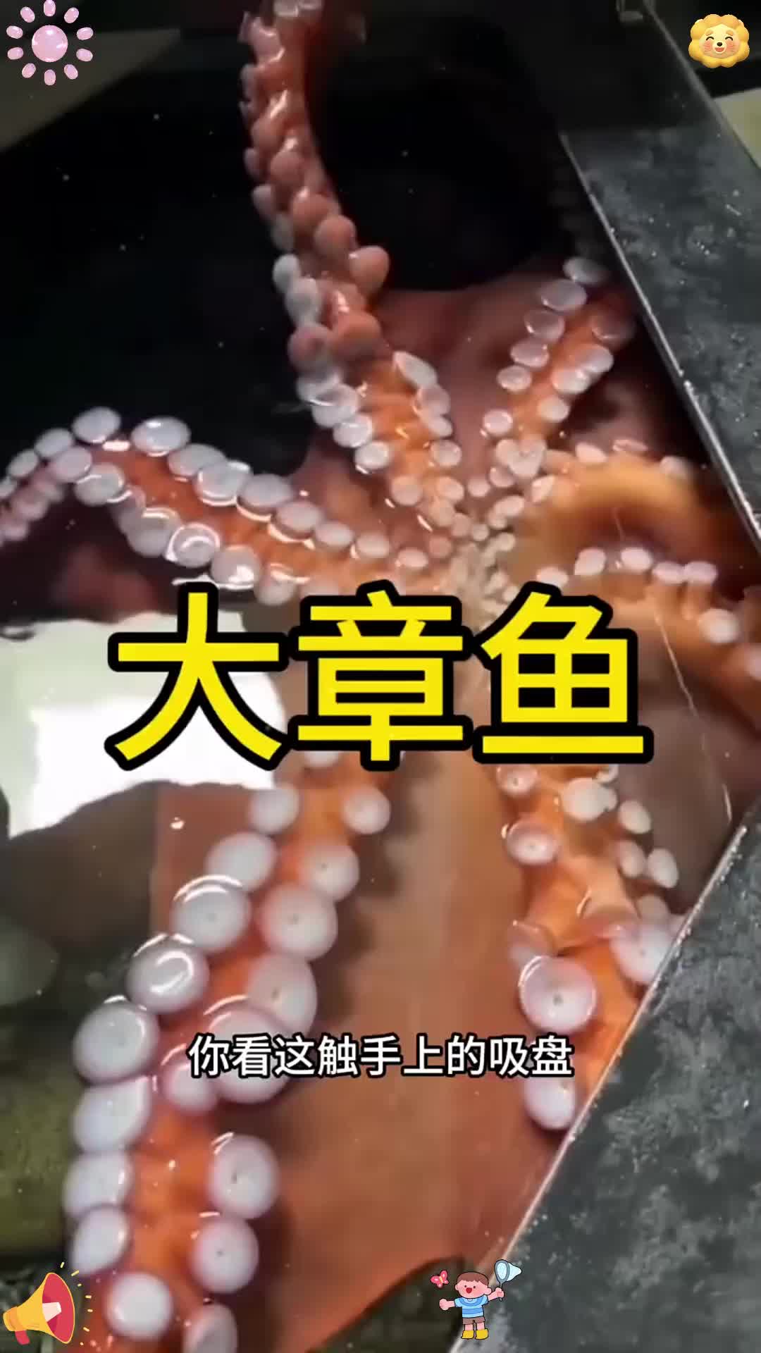 如果被这个章鱼吸住了,估计是挣脱不开了。