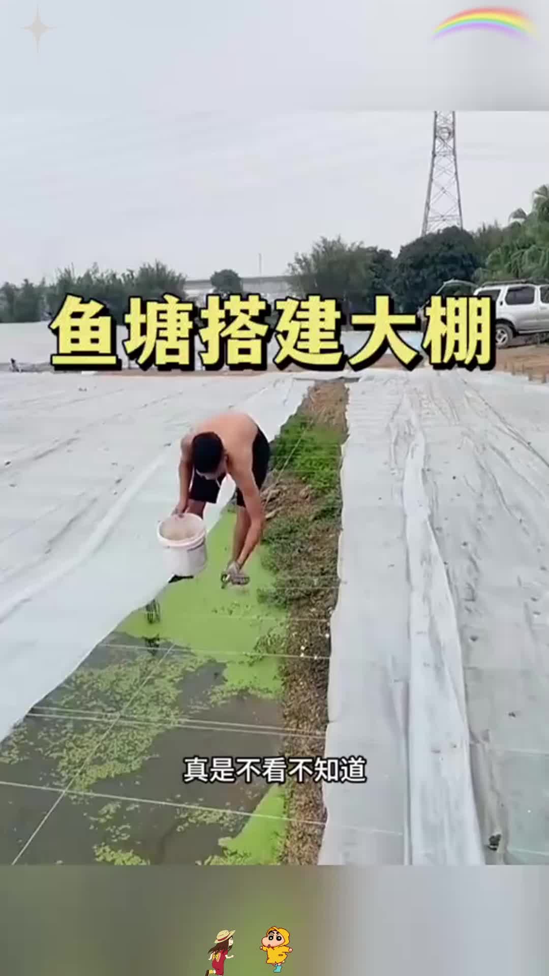 鱼塘搭建大棚,小伙在上面行走
