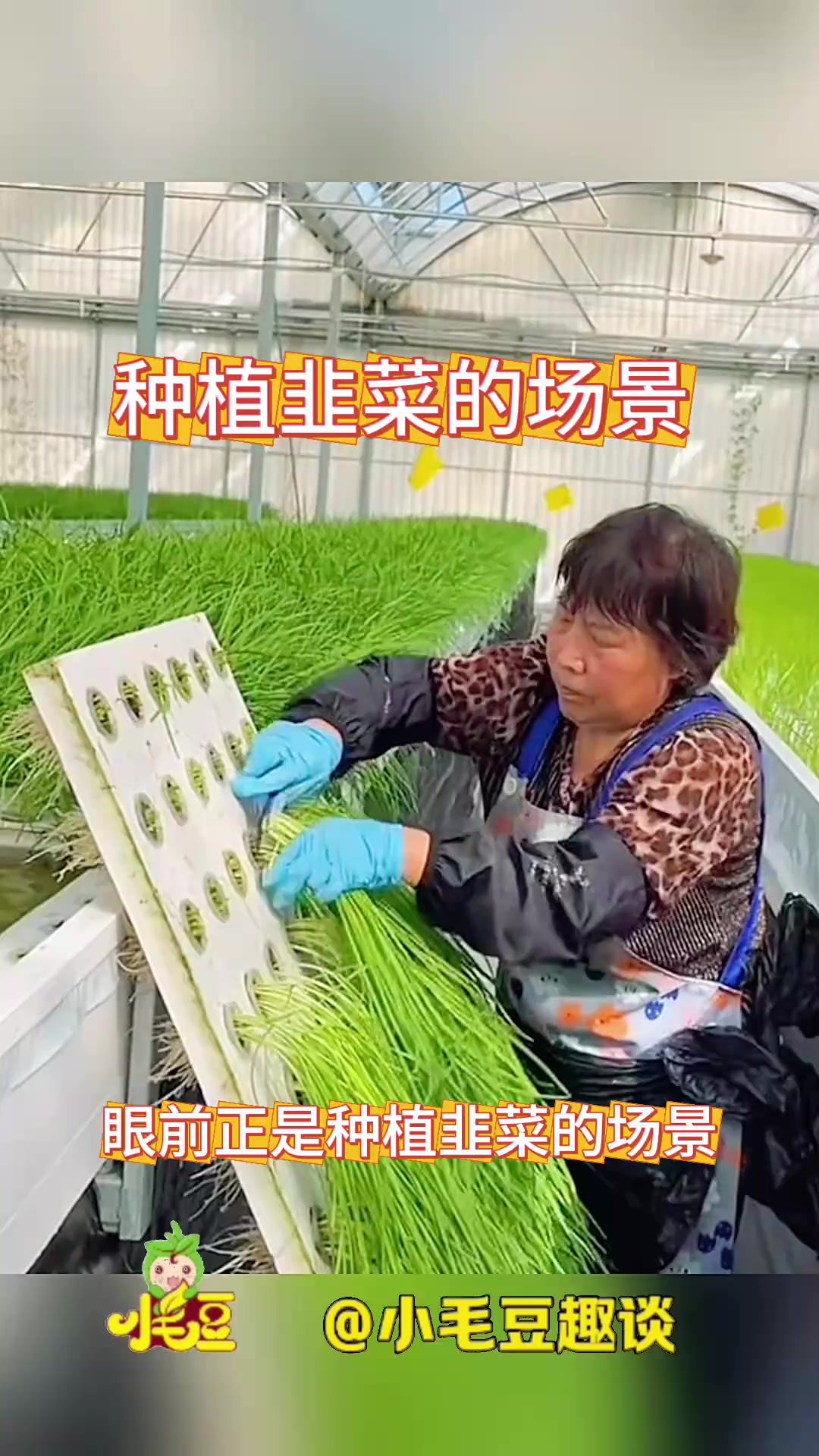 种植韭菜的场景,居然都是无土栽培的