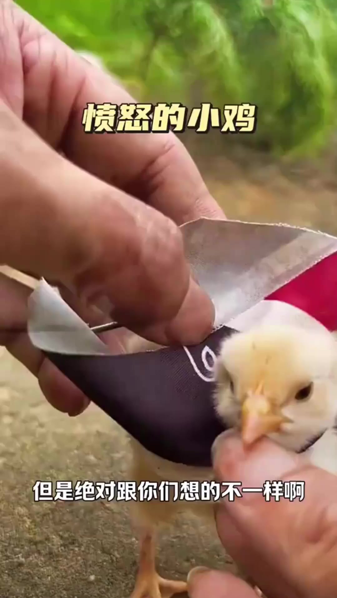 愤怒的小鸡,真实版啊